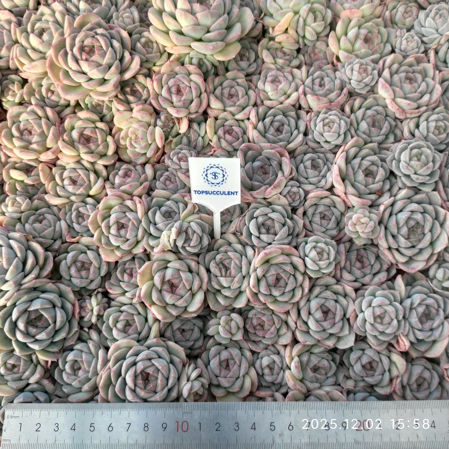 23057 アルバー ミニーHyb(ポット苗)