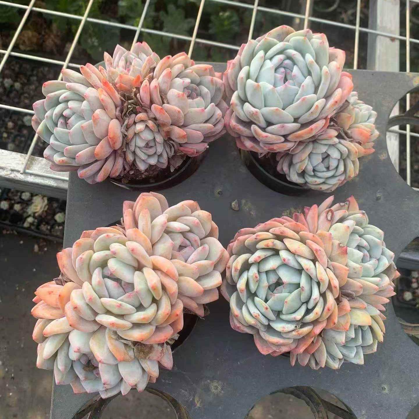 261201 オレンジモンロー