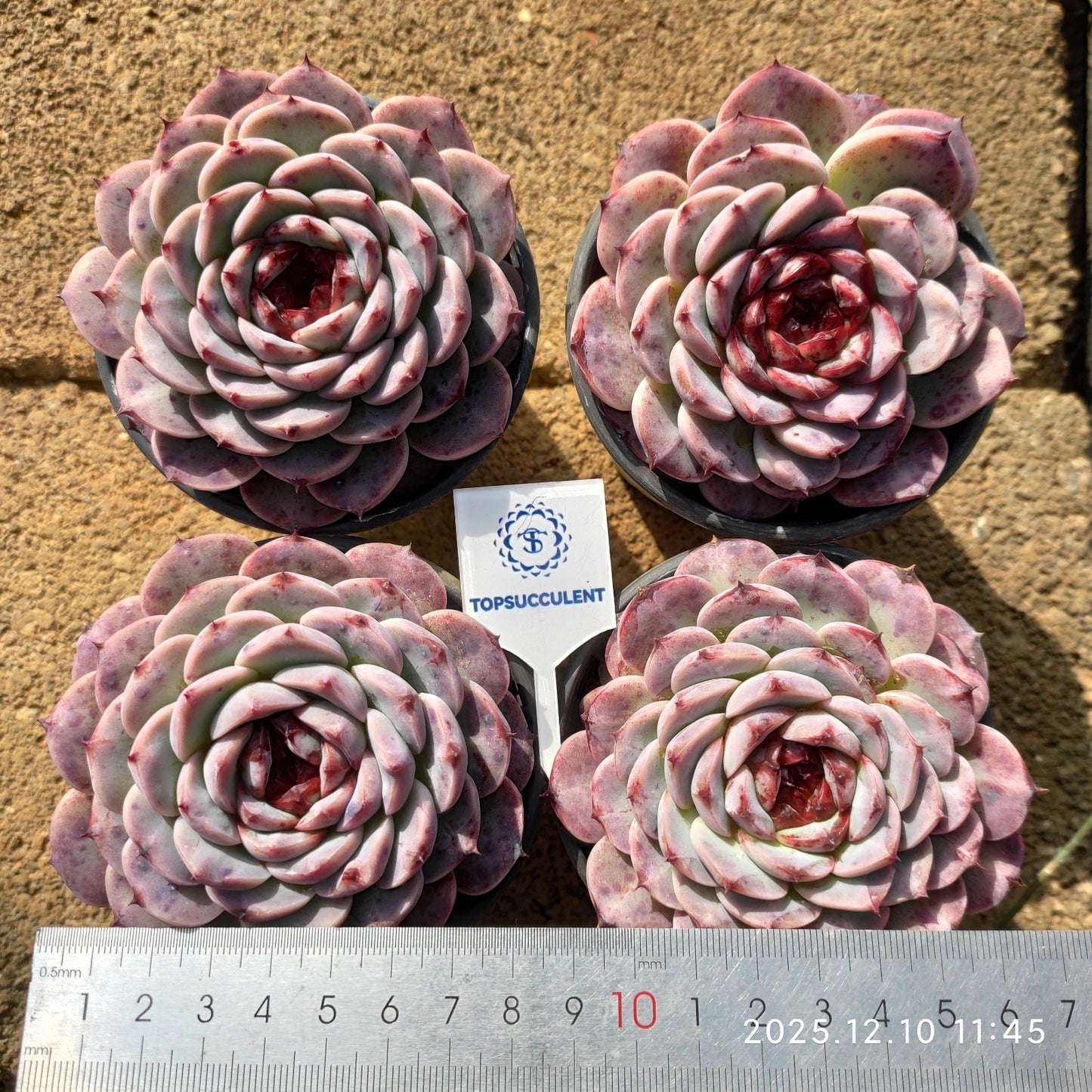 HWQ062 レッドベルベット