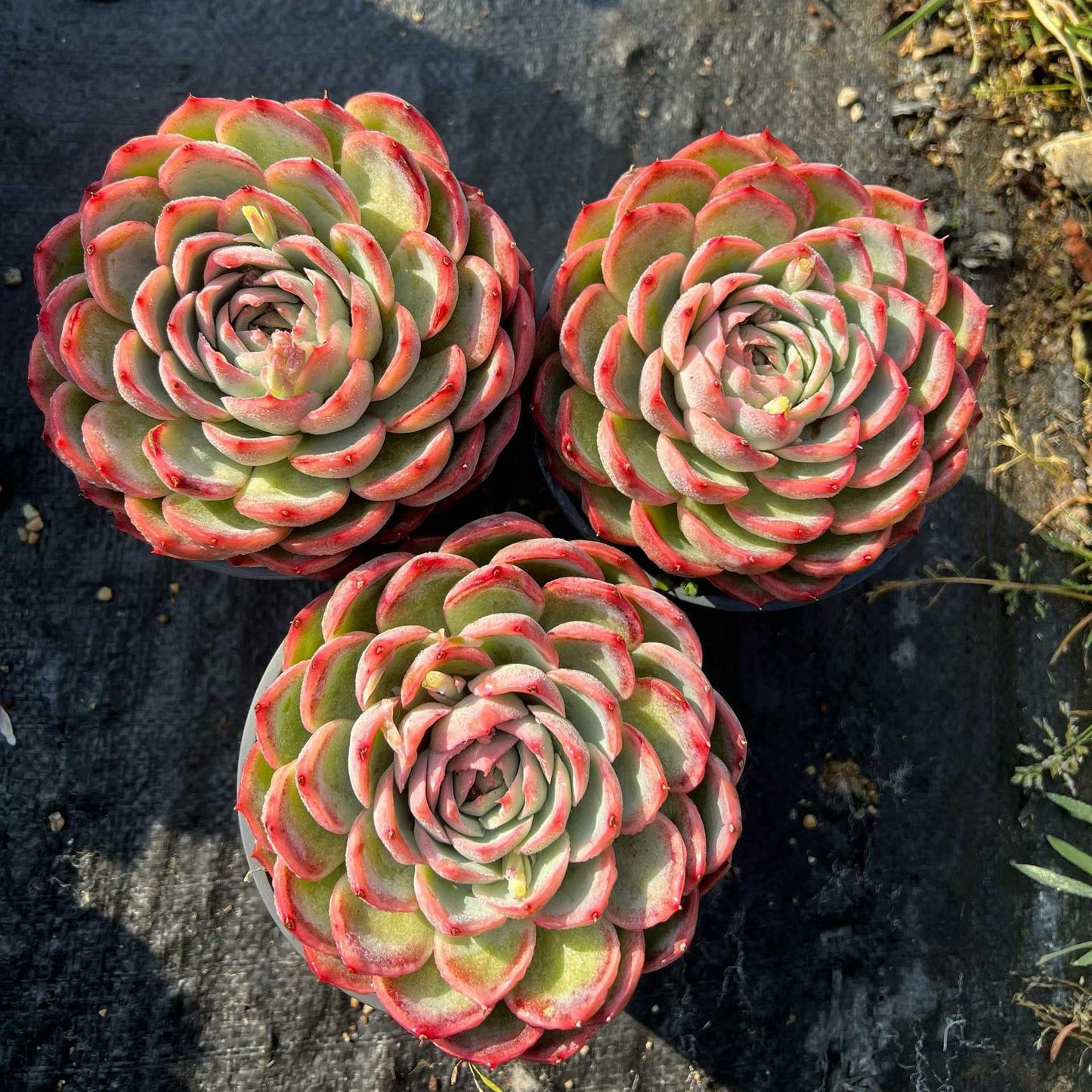 25758 シルエット