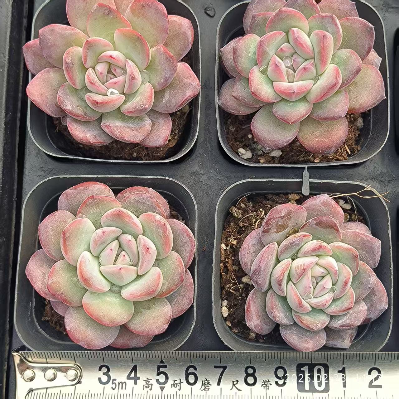 RDD224 スノーナイト Hyb (6.5cm pot)