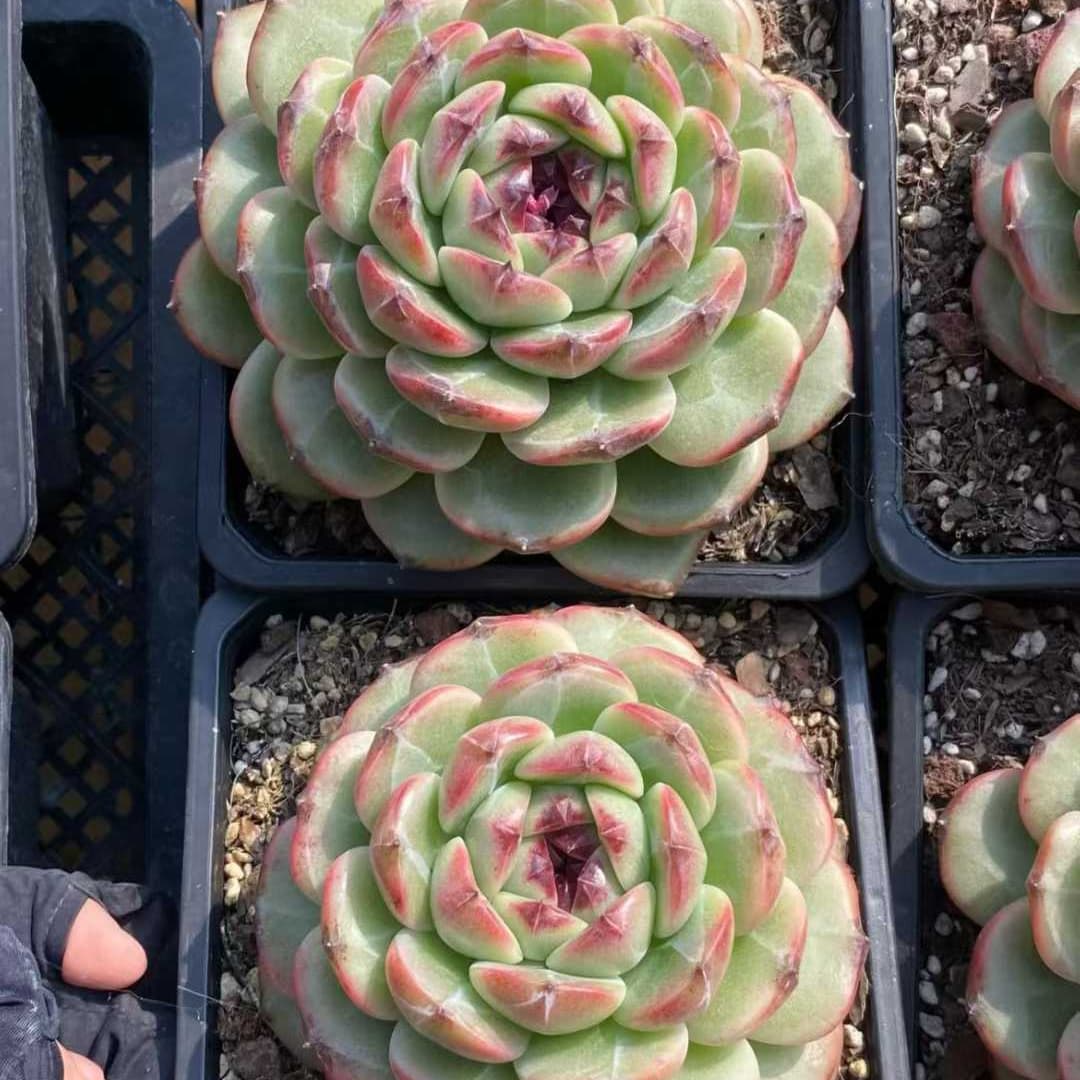 22550 アメージング グレースHyb(12cm pot)