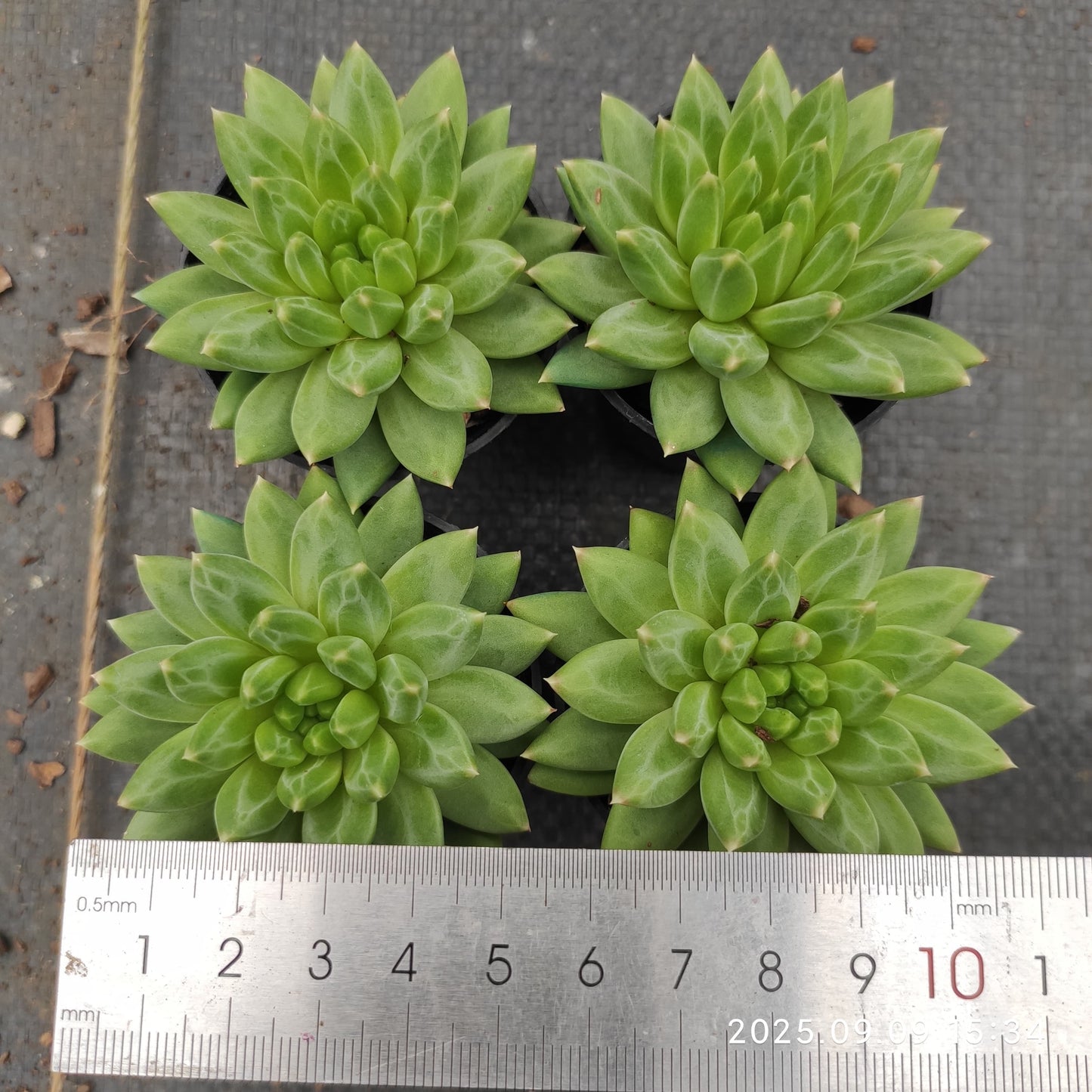 MMT862 オラクル(5.5cm pot)