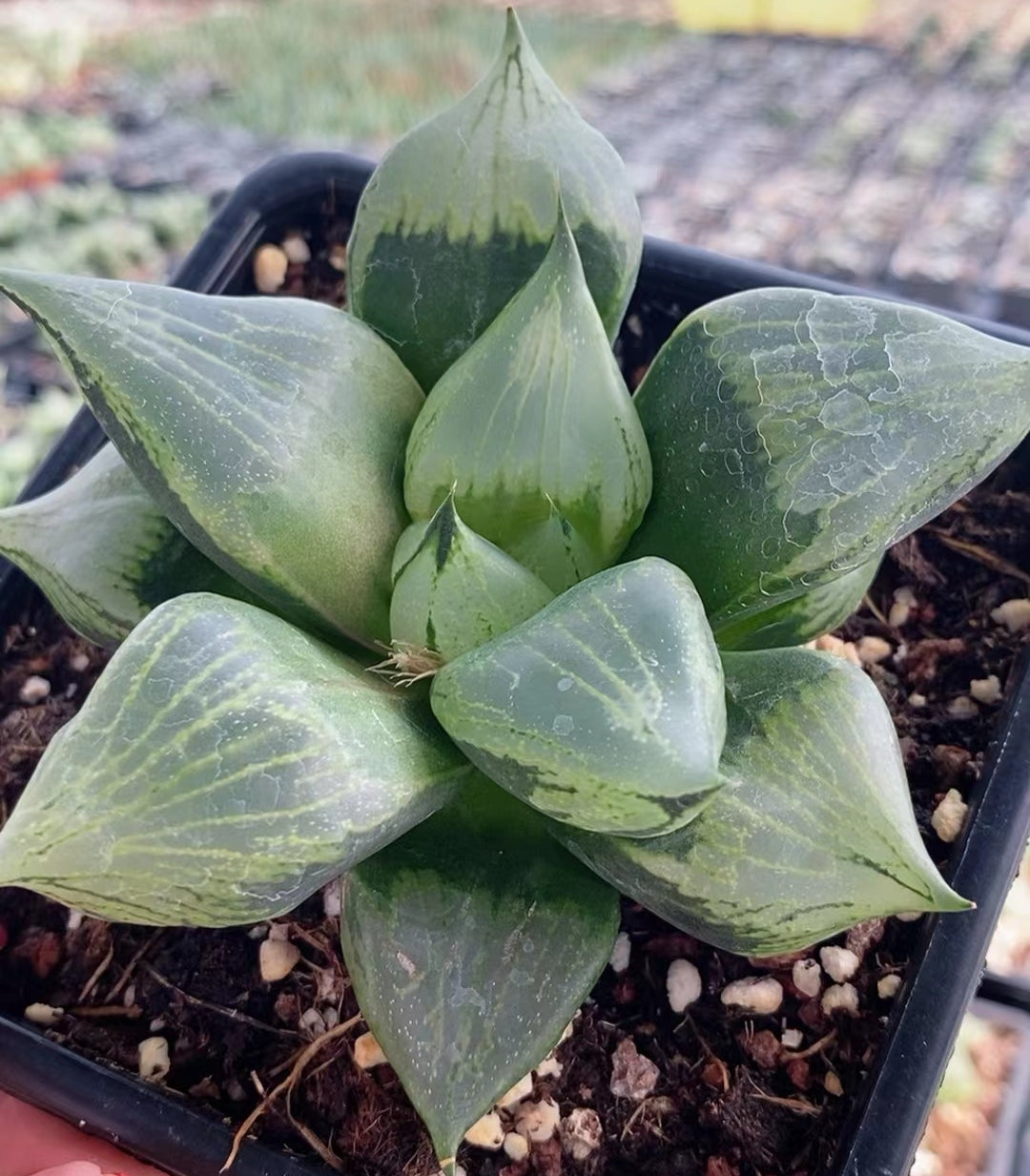 CS126 B型コンプトミュータント (7cm pot)