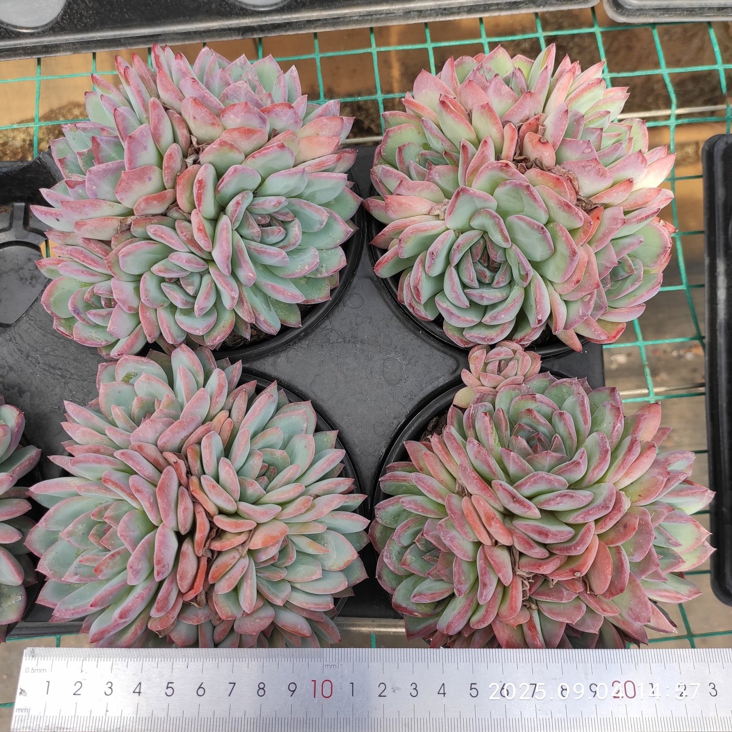MMY1259 ストロベリーアーモンド(12cm pot)