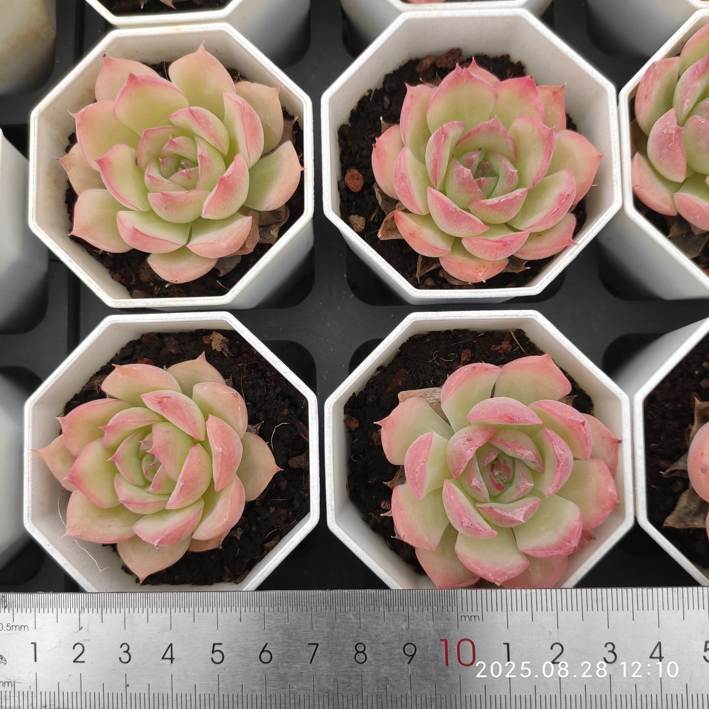 YBB192 シルエット(7cm pot)