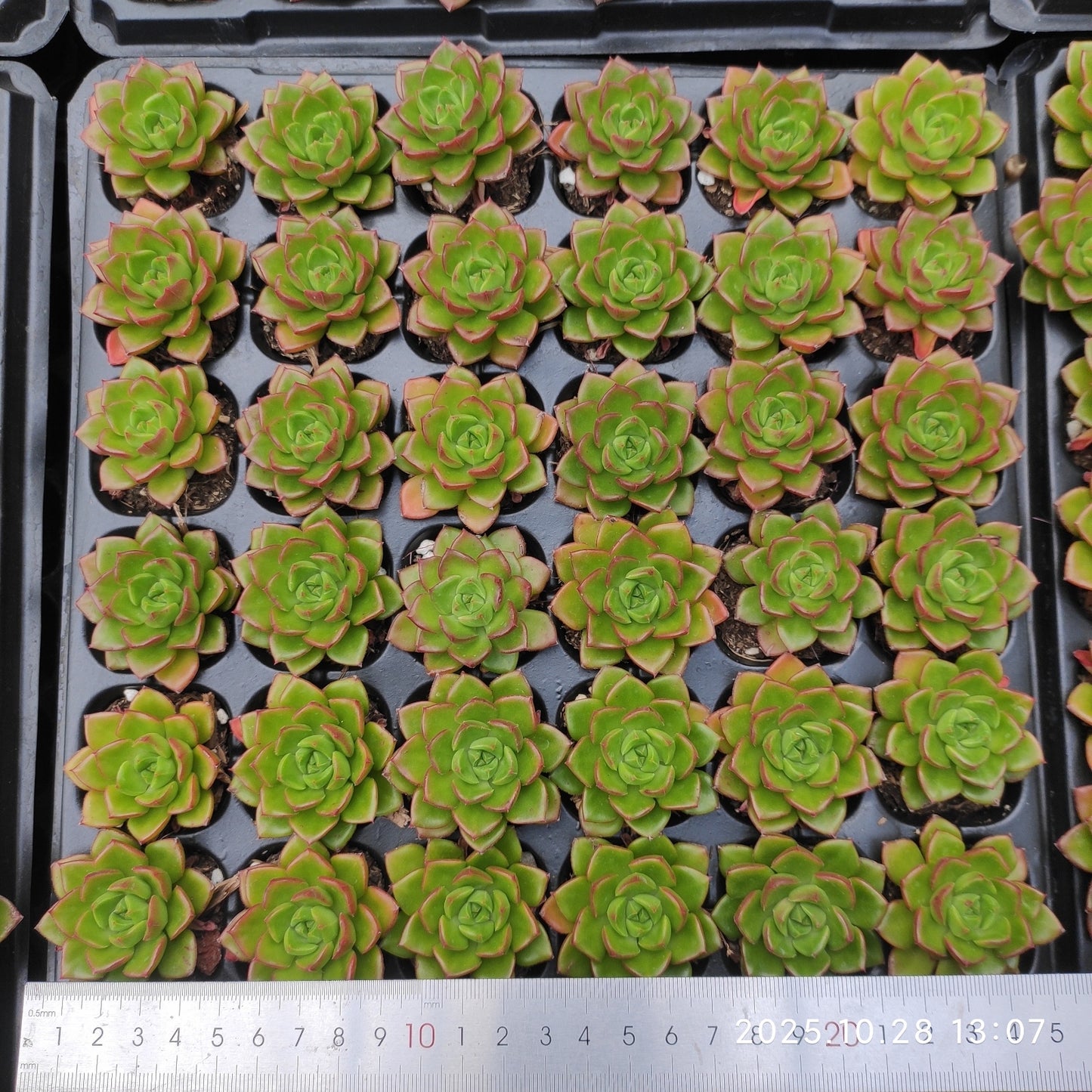 21757 レディジア(5cm pot)(ポット苗)