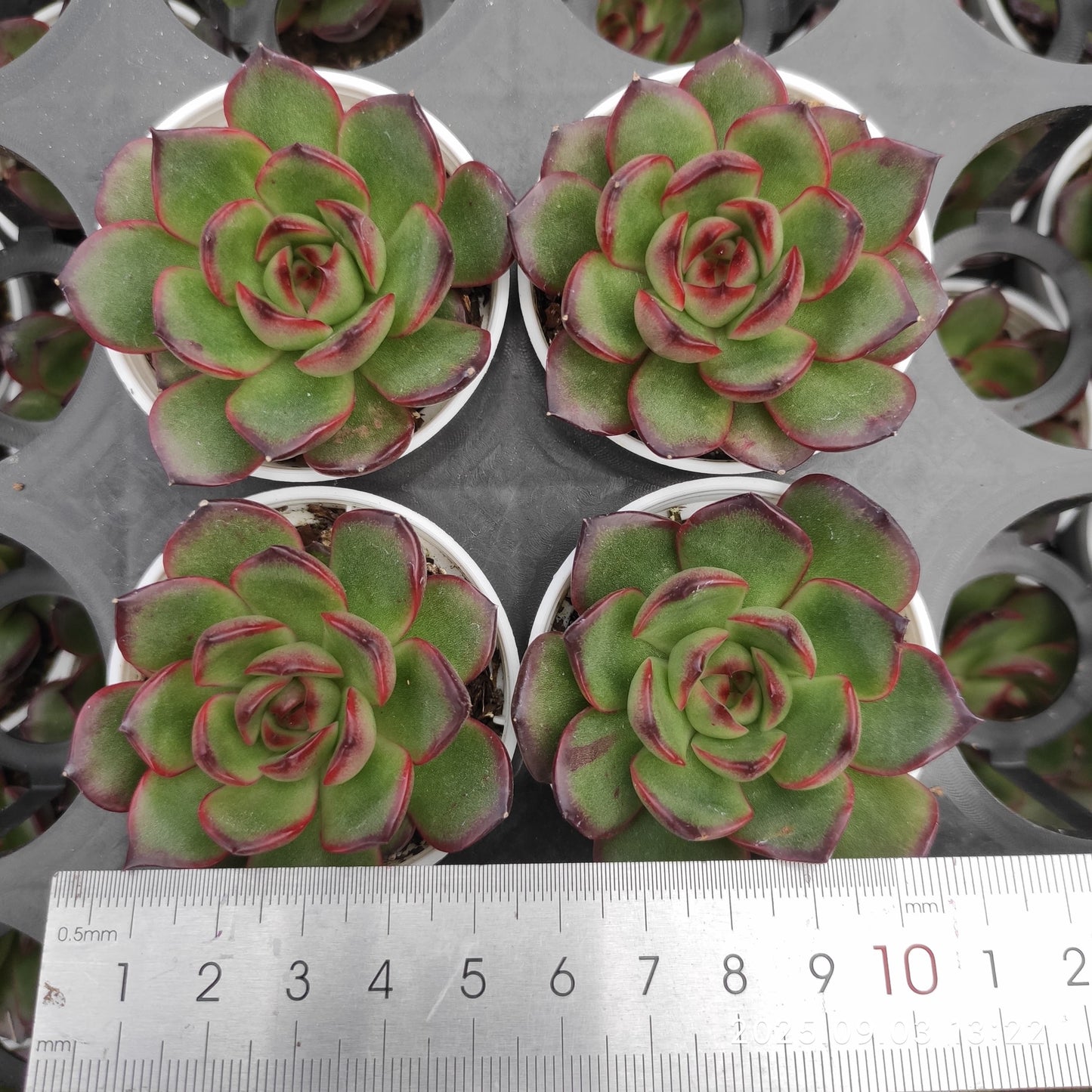 ZZA130 レッドモラン(5.5cm pot)