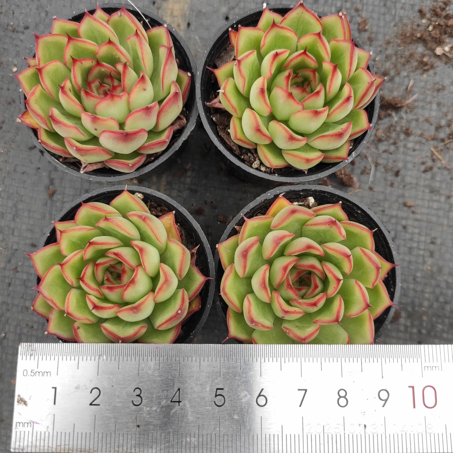MMT711 ファイヤーフライ(5.5cm pot)