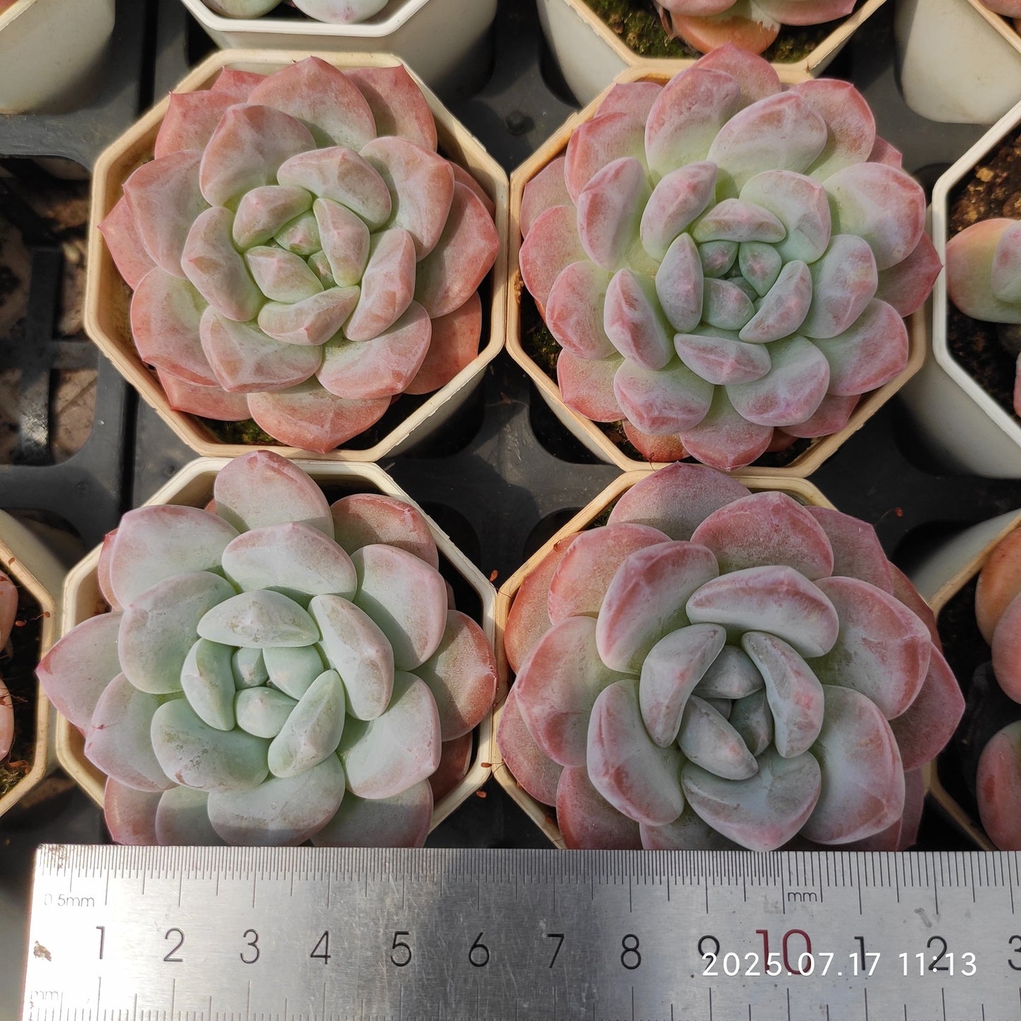 WWA389 アイスグリーンHyb(7cm pot)