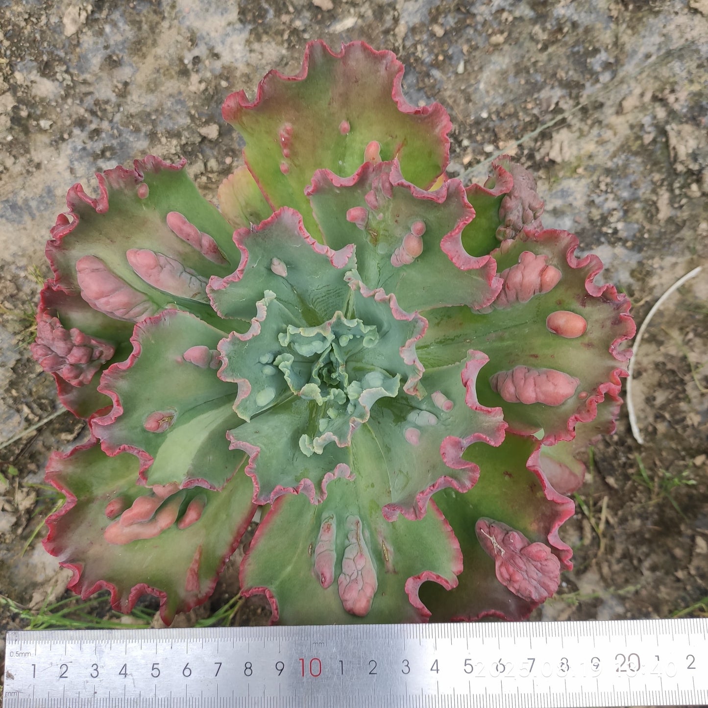 ZAJ063 カーニバル(18cm pot)