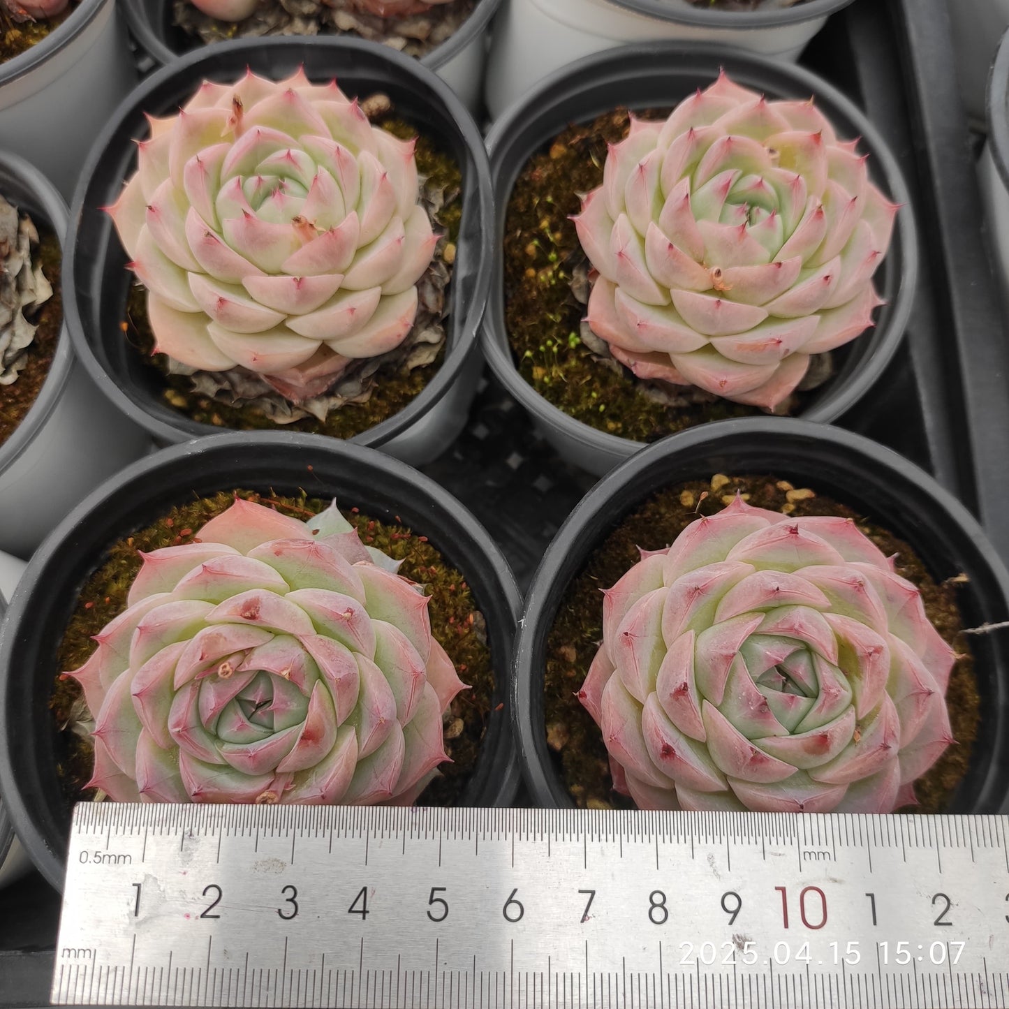 QN707 ピンククリスタルローズ(9cm pot)