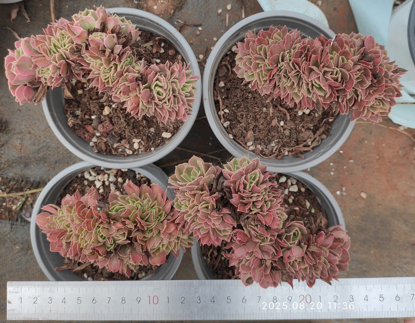 YF476 アエオニウム ウィッチ綴化(12cm pot)