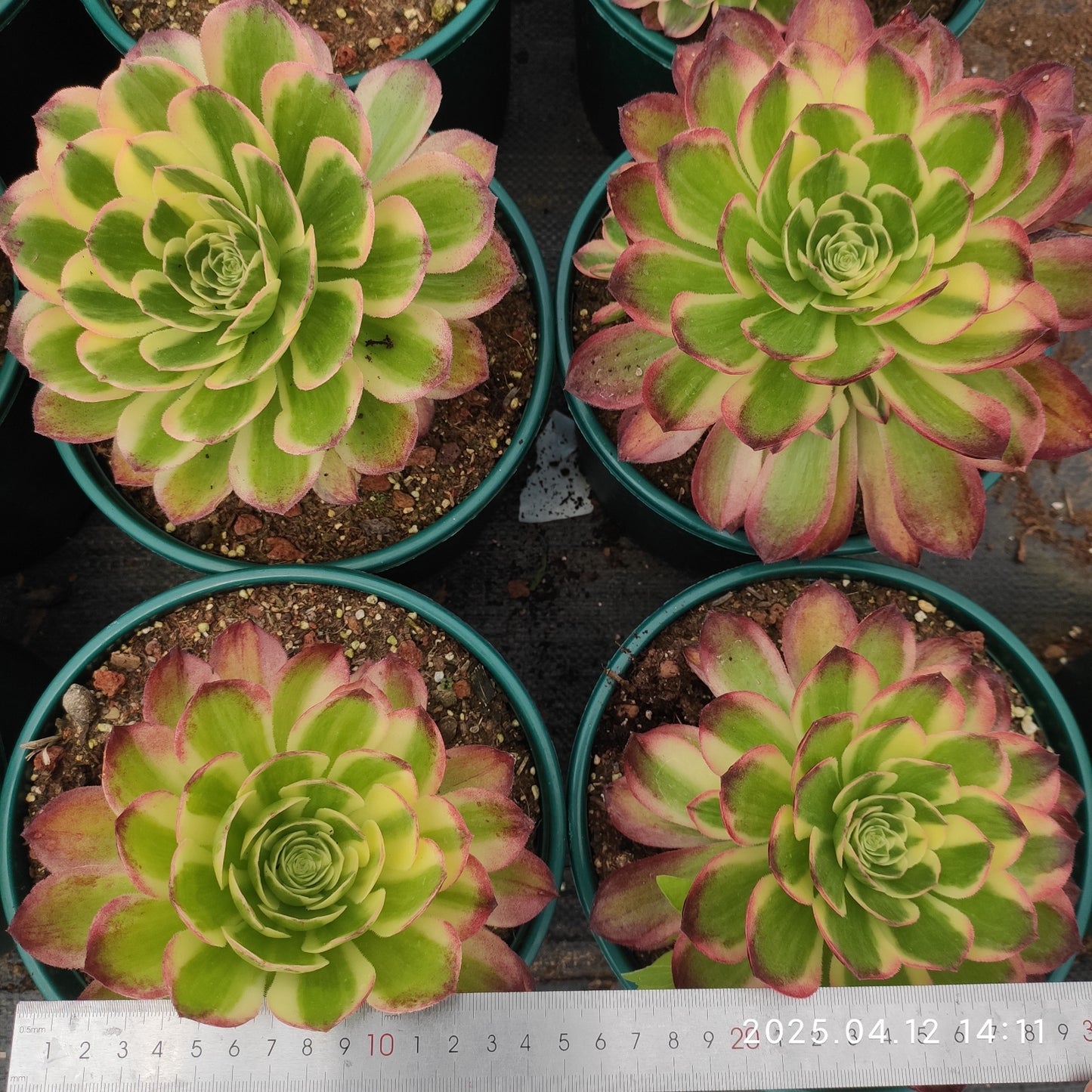 YF436 アエオニウム ウォーター ムーン(300cm pot)