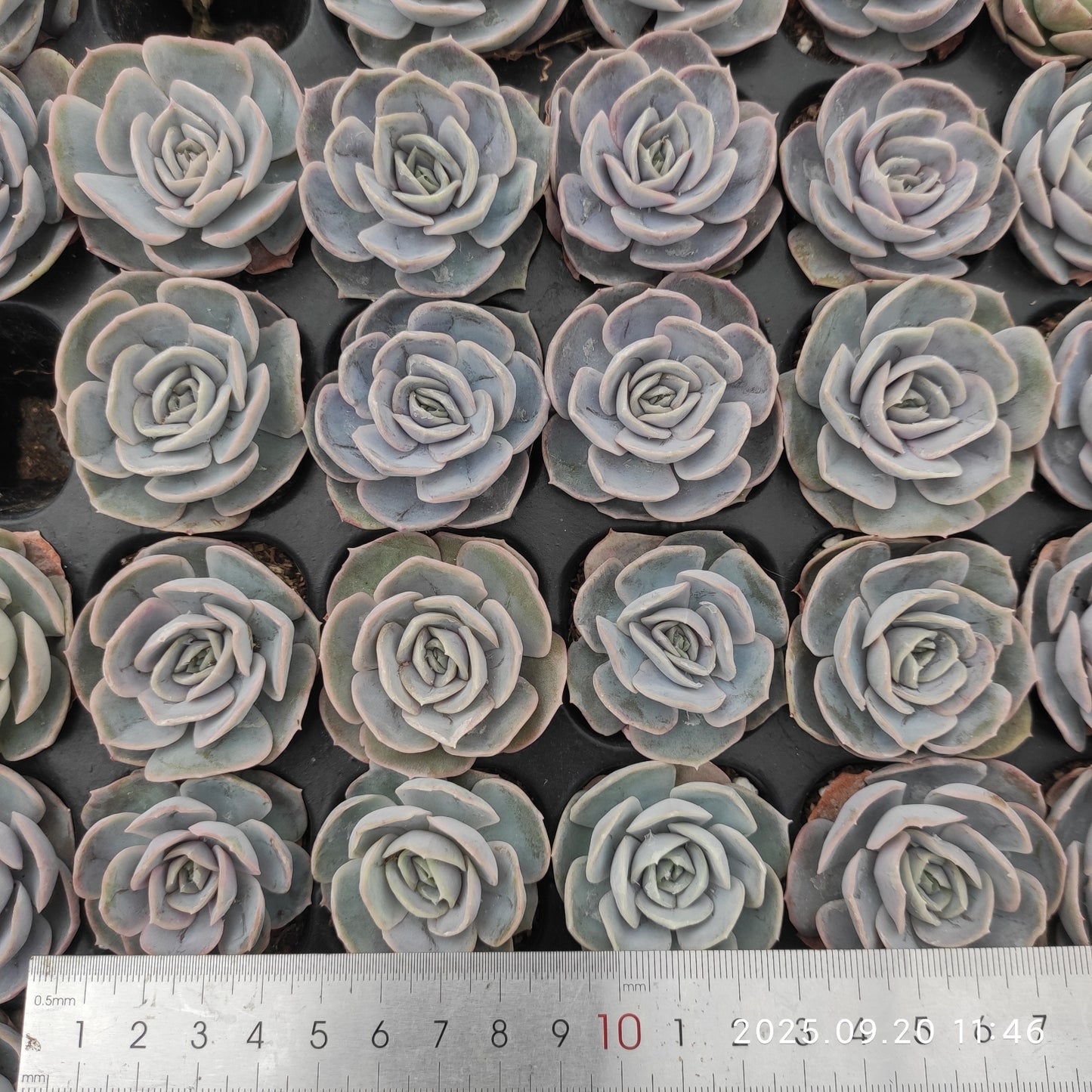 DQ162 ブルーサプライズ(3cm pot)