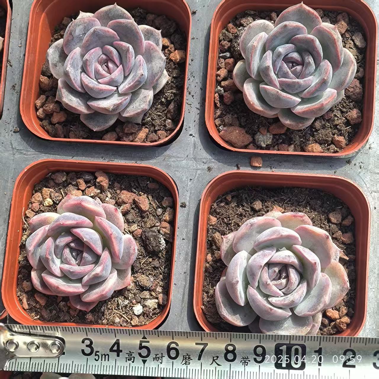 DX086 チーズブルーベリー (7cm pot)