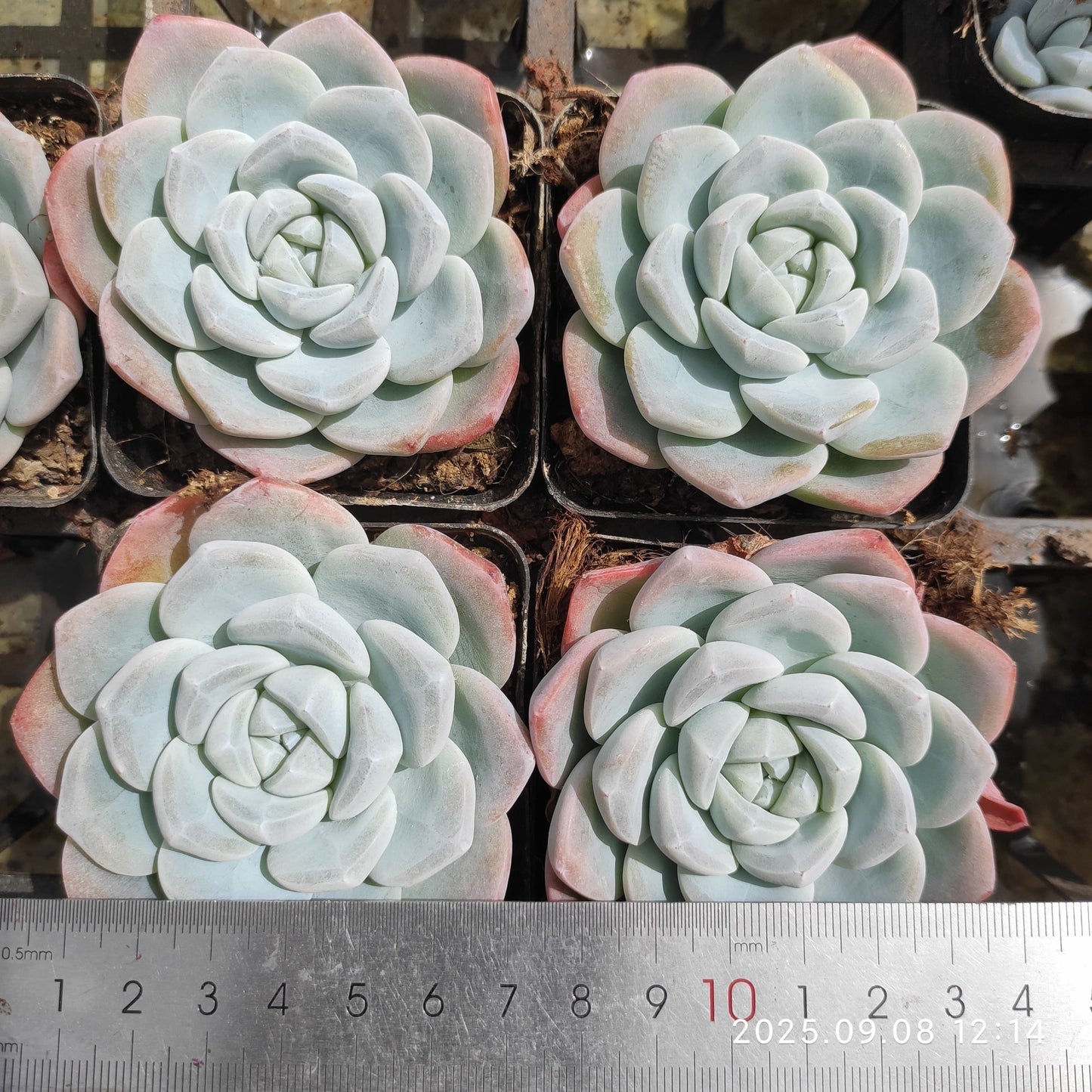 LXX003 アイス グリーン(7cm pot)
