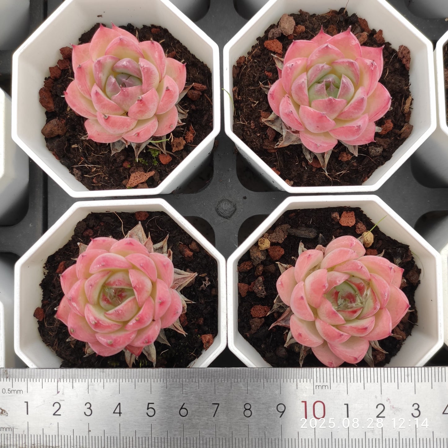 YBB027 ピンククリスタルローズ(7cm pot)