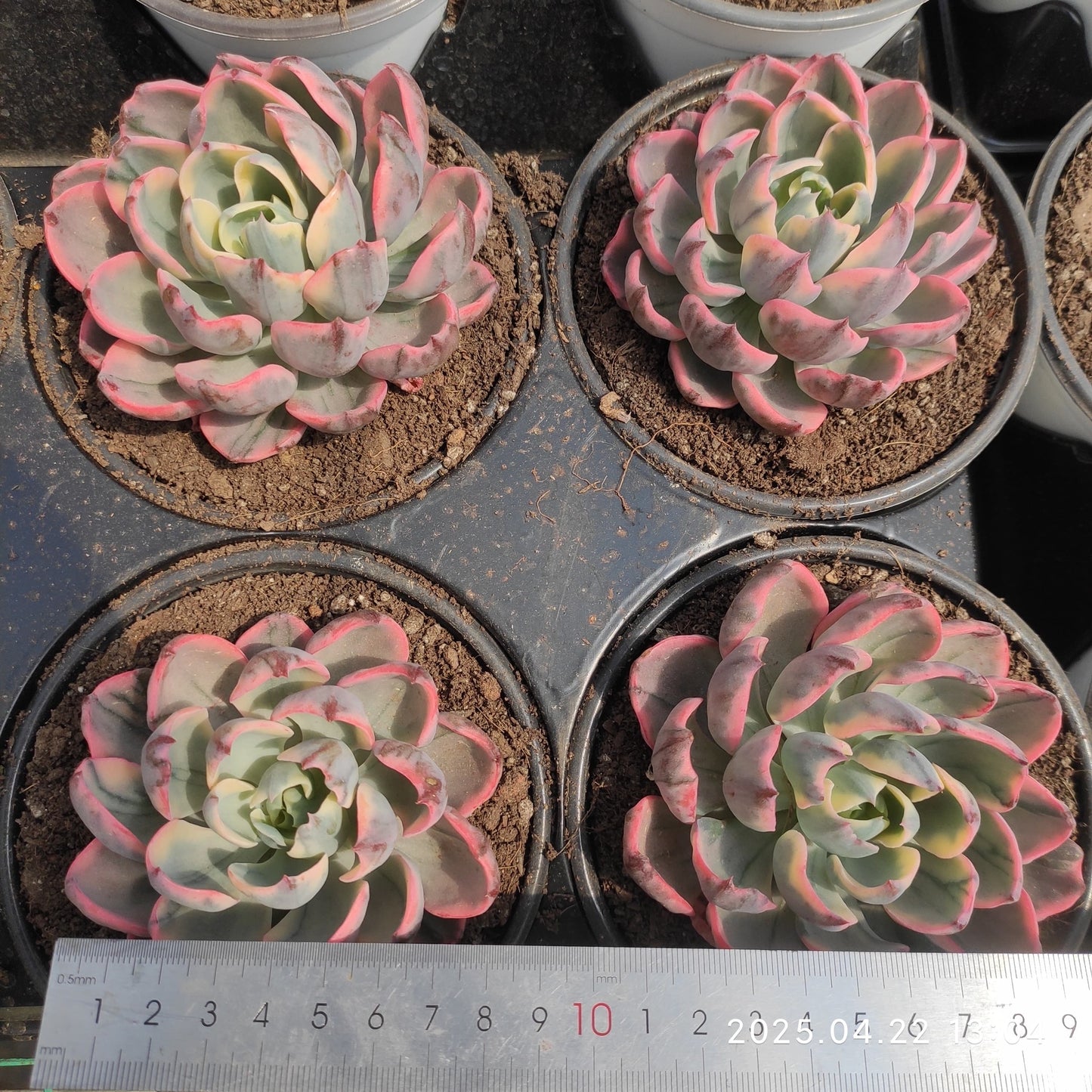 MMY1074 レーンドロプス錦(10cm pot)