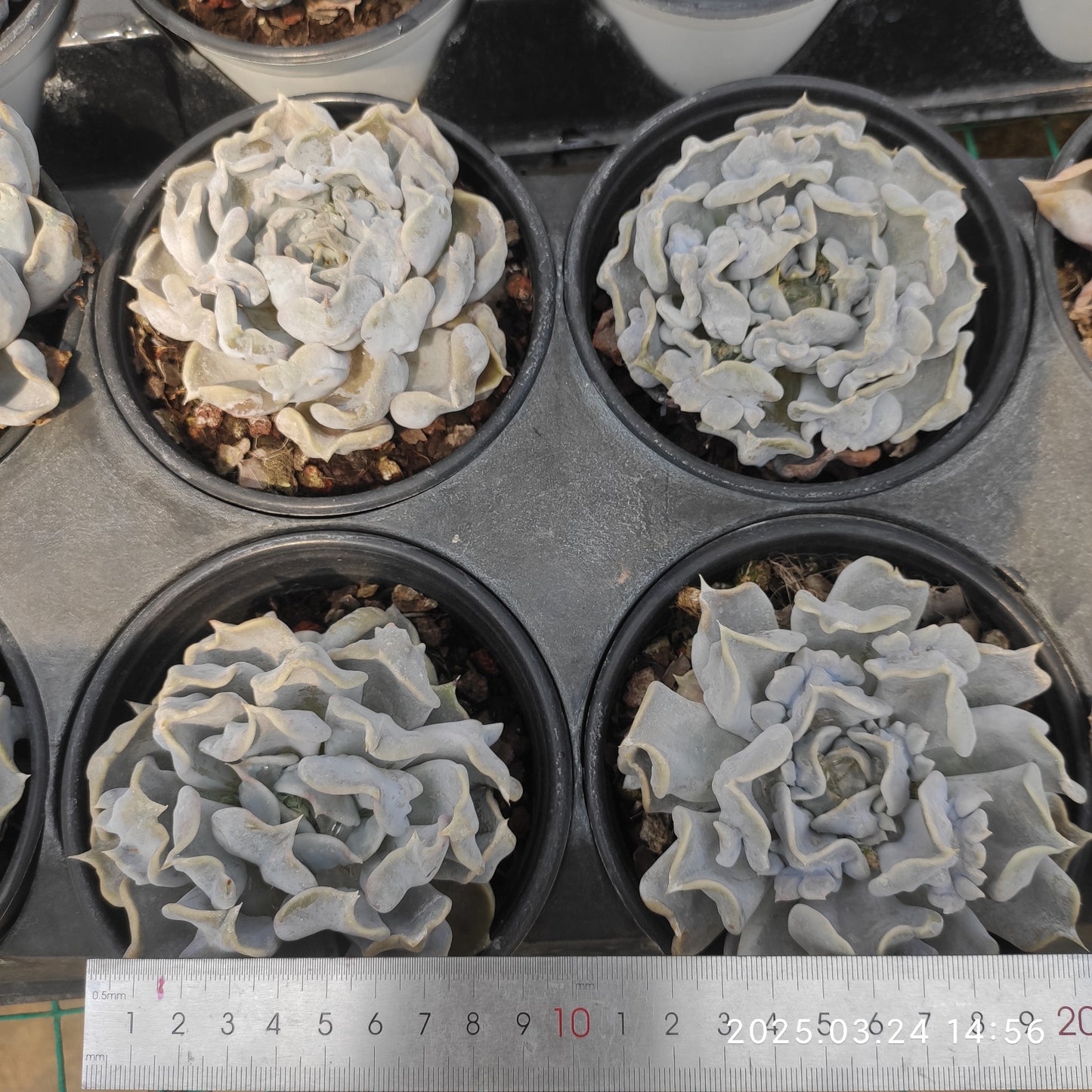 MMY900 スリラーパール(12cm pot)