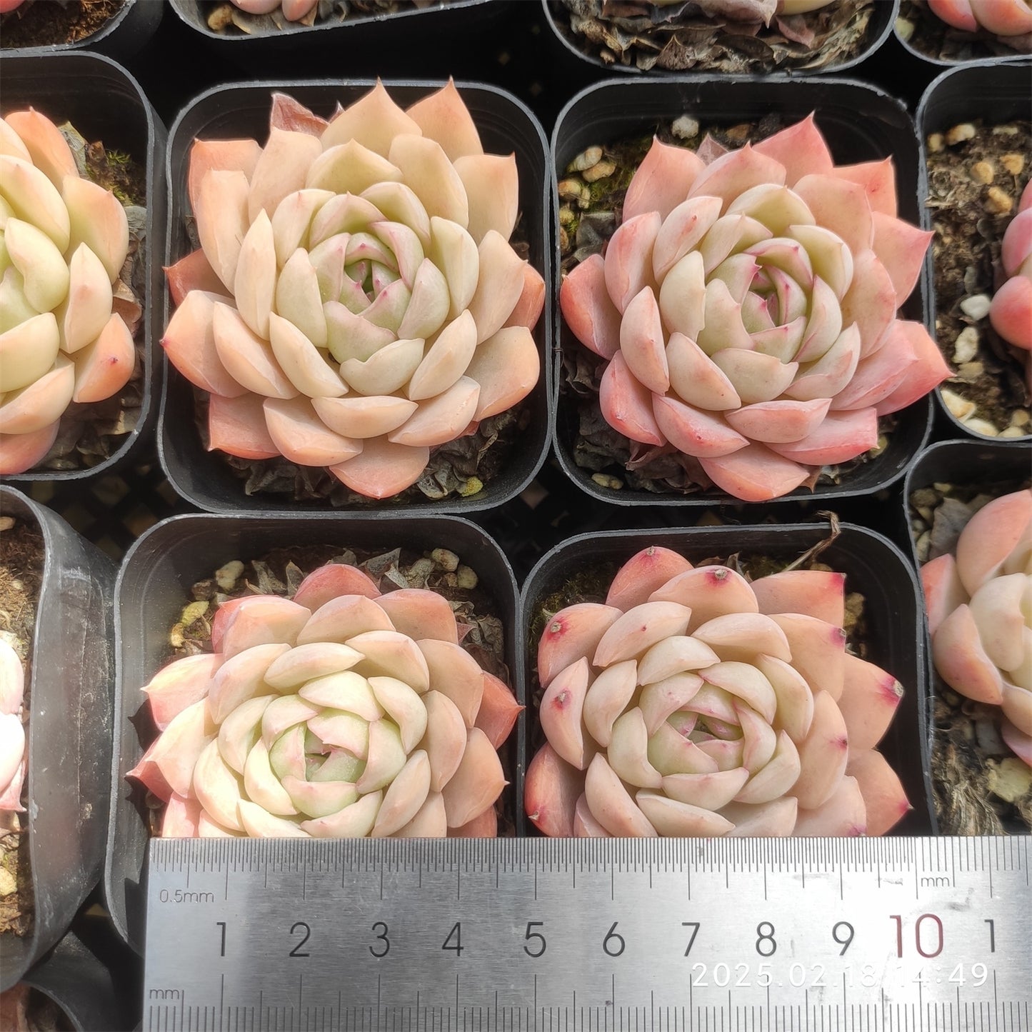 QN434 スリョン(5.5cm pot)