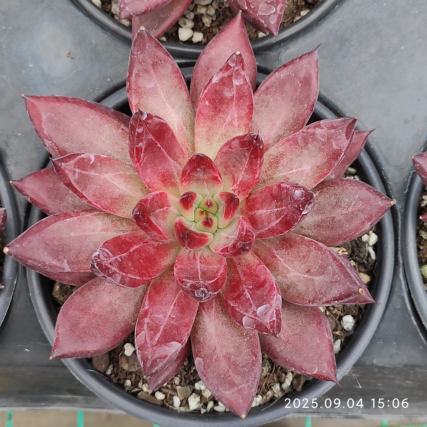 MMY1265 ディーモン ソール(12cm pot)