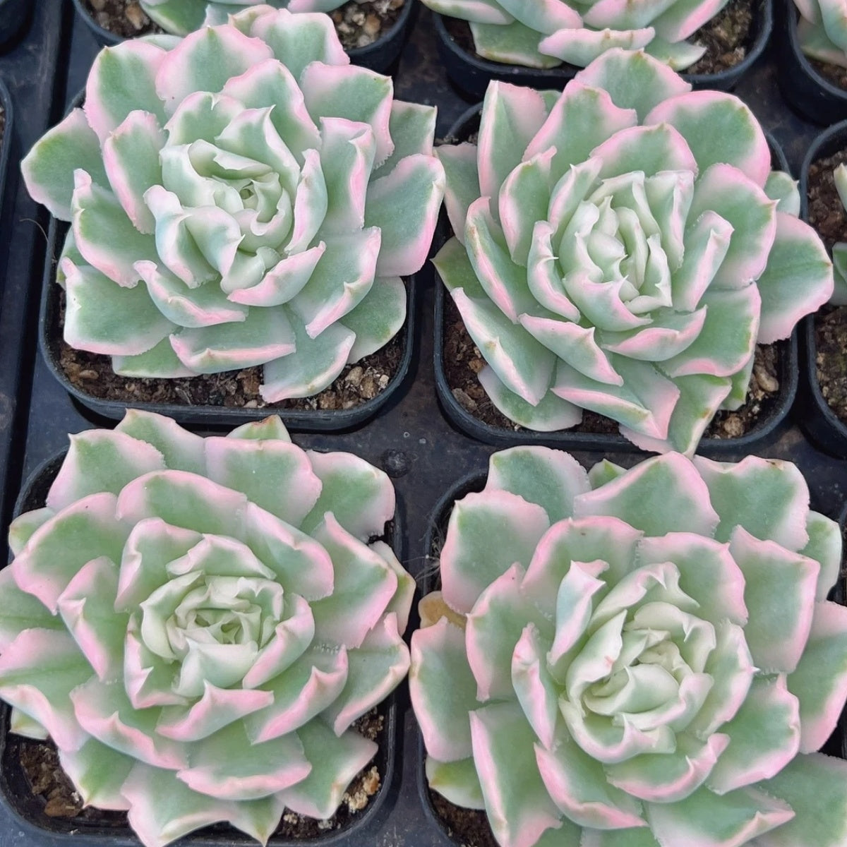QNY136 パープル バタフライ錦(6cm pot)