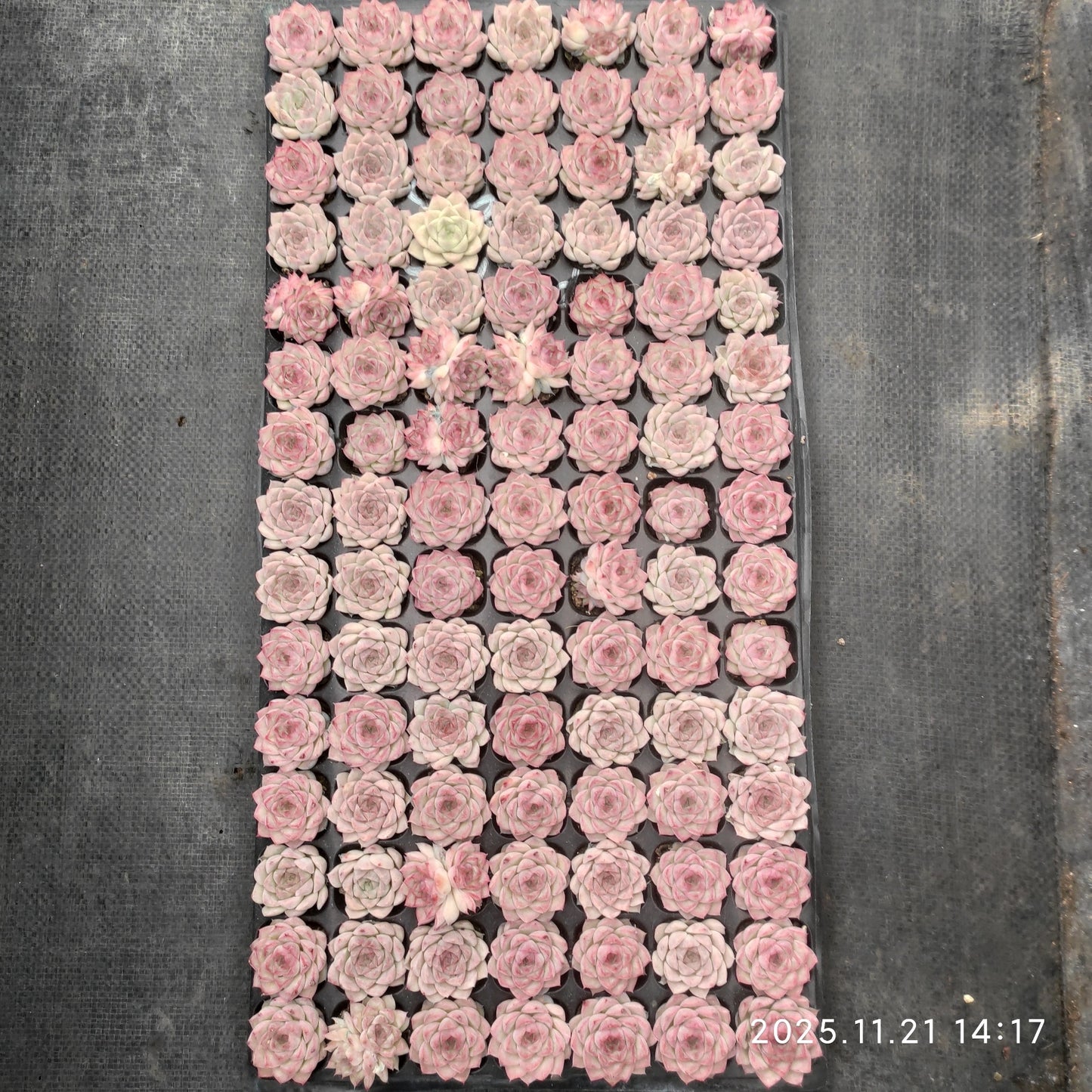 22136 クイーンオブピーチ(3cm pot)(ポット苗)