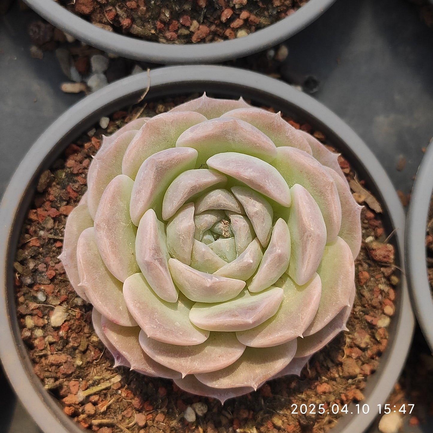 NGN422 ピュアラブ(9cm pot)