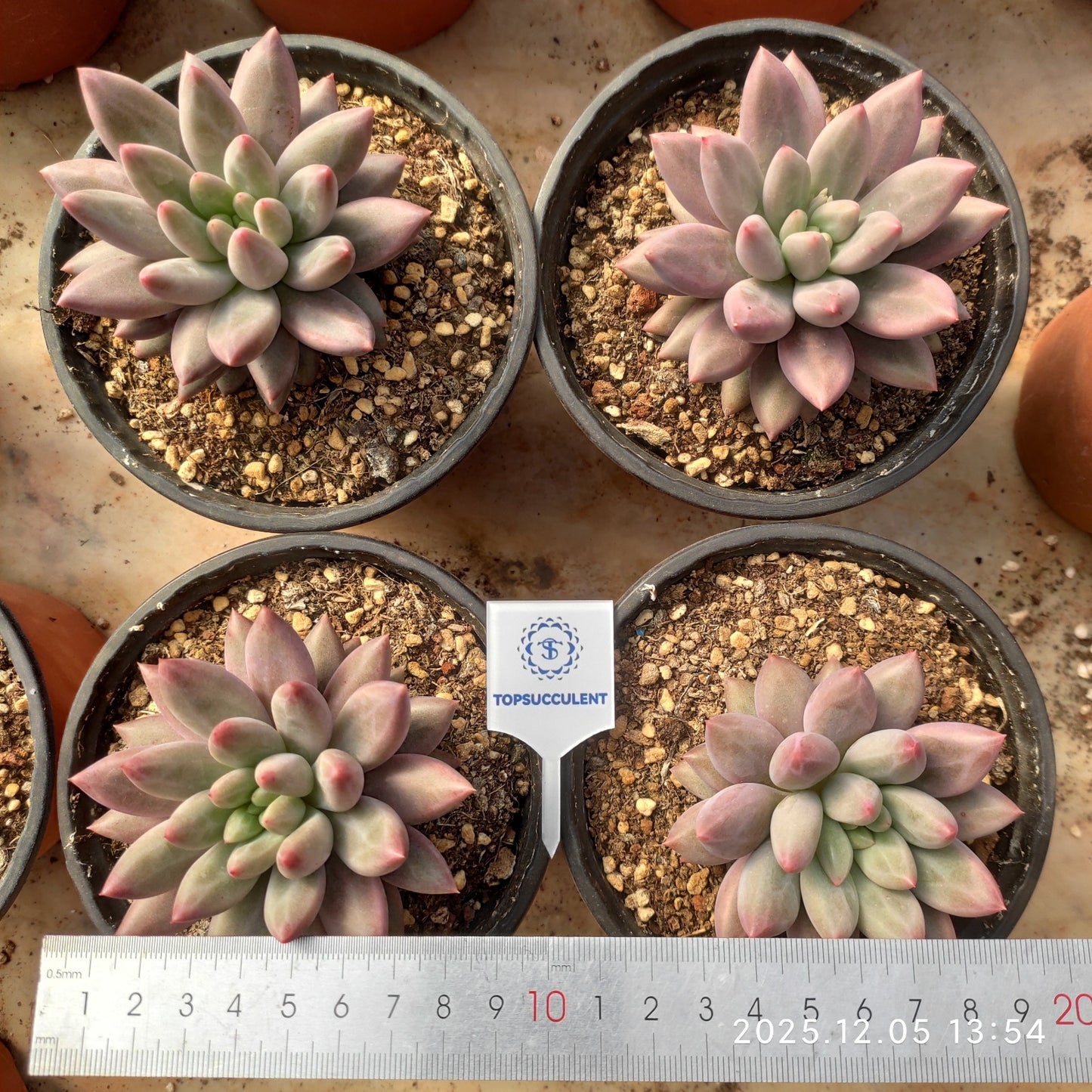 22088 エンジェルスフィンガー(12cm pot)