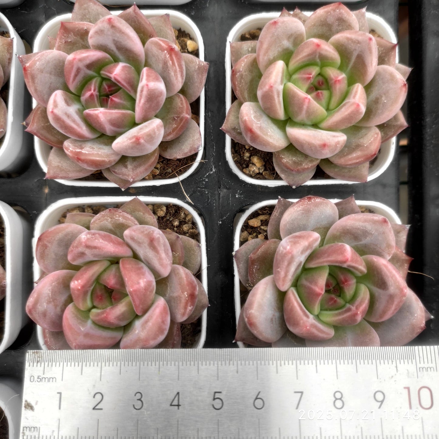 MMY976 ピンクシャンペーン(5.5cm pot)