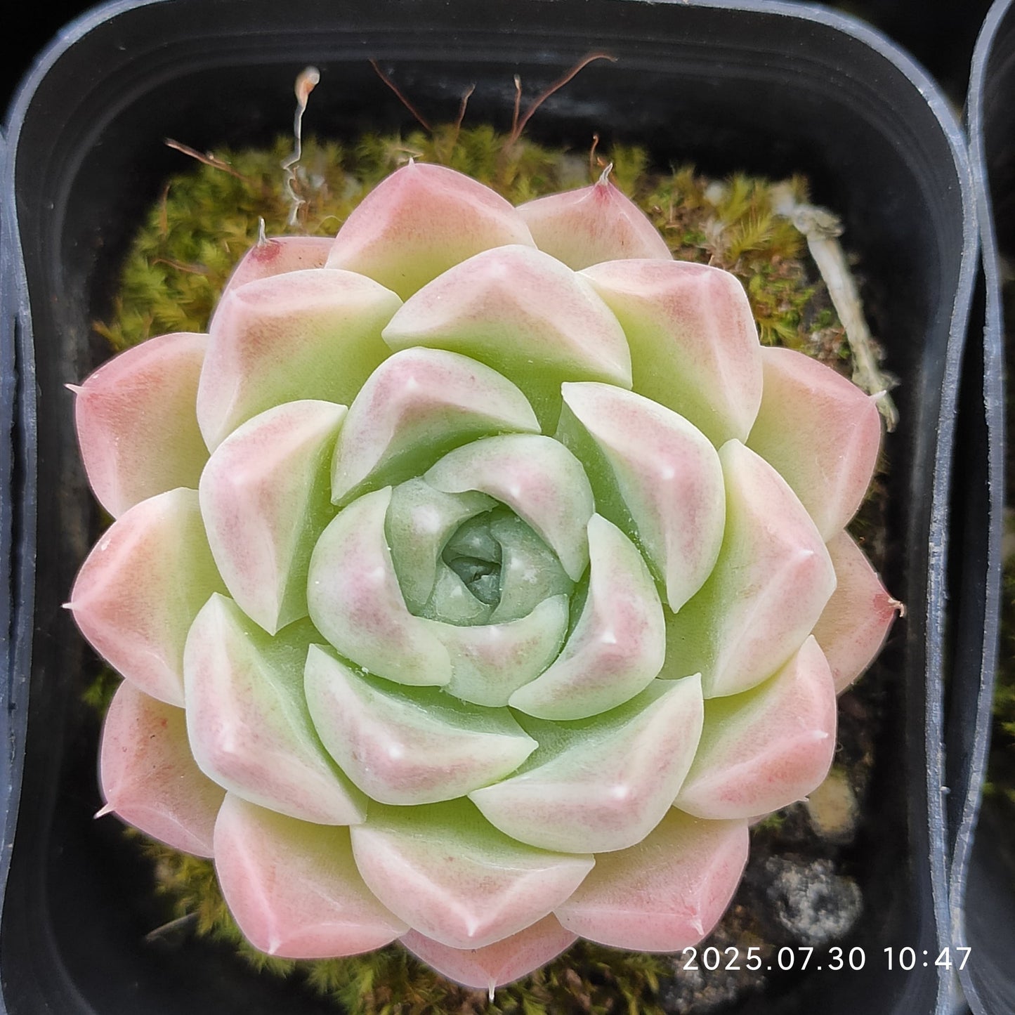 QN745 シェリー(6.5cm pot)