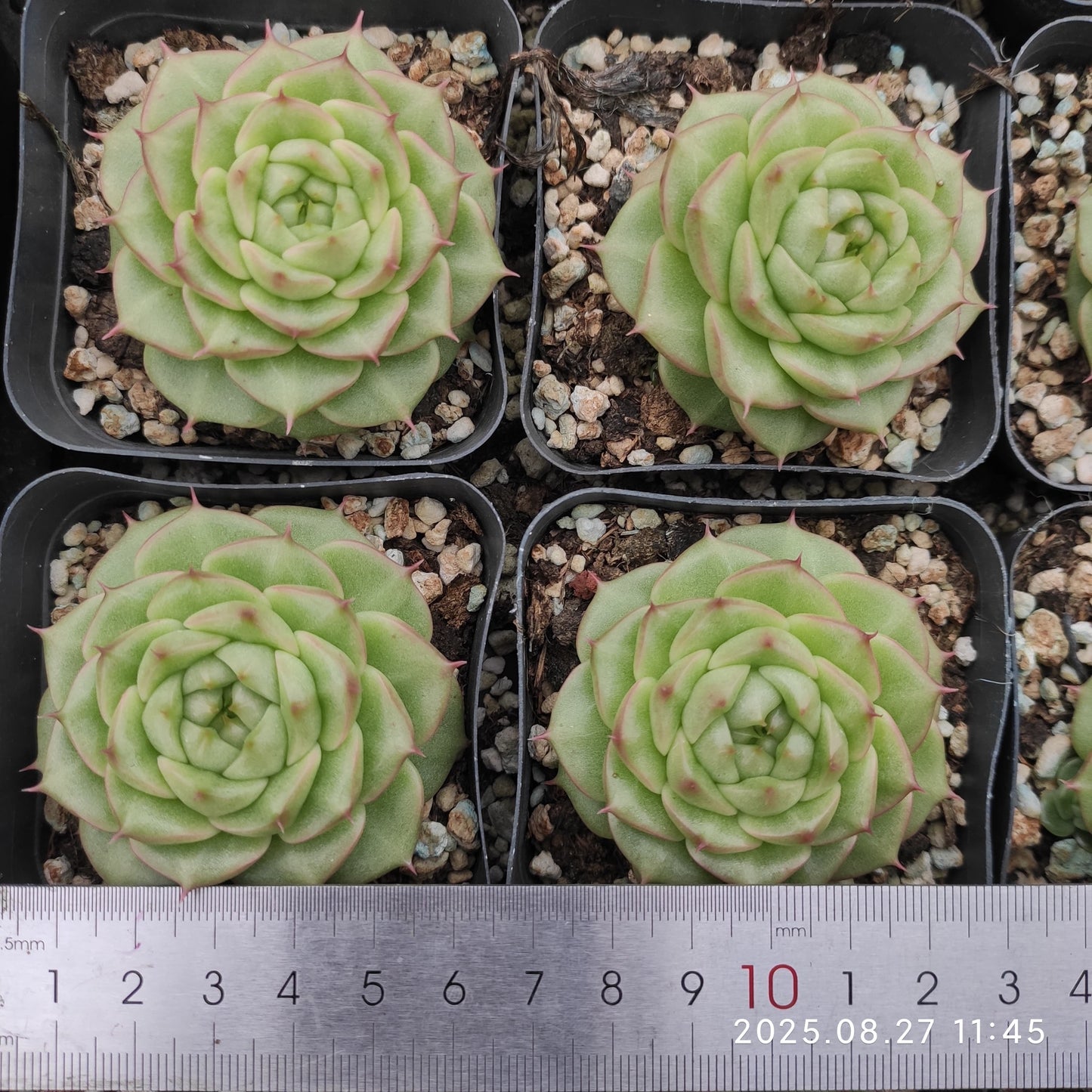 XQ1420 アニーHyb(7cm pot)