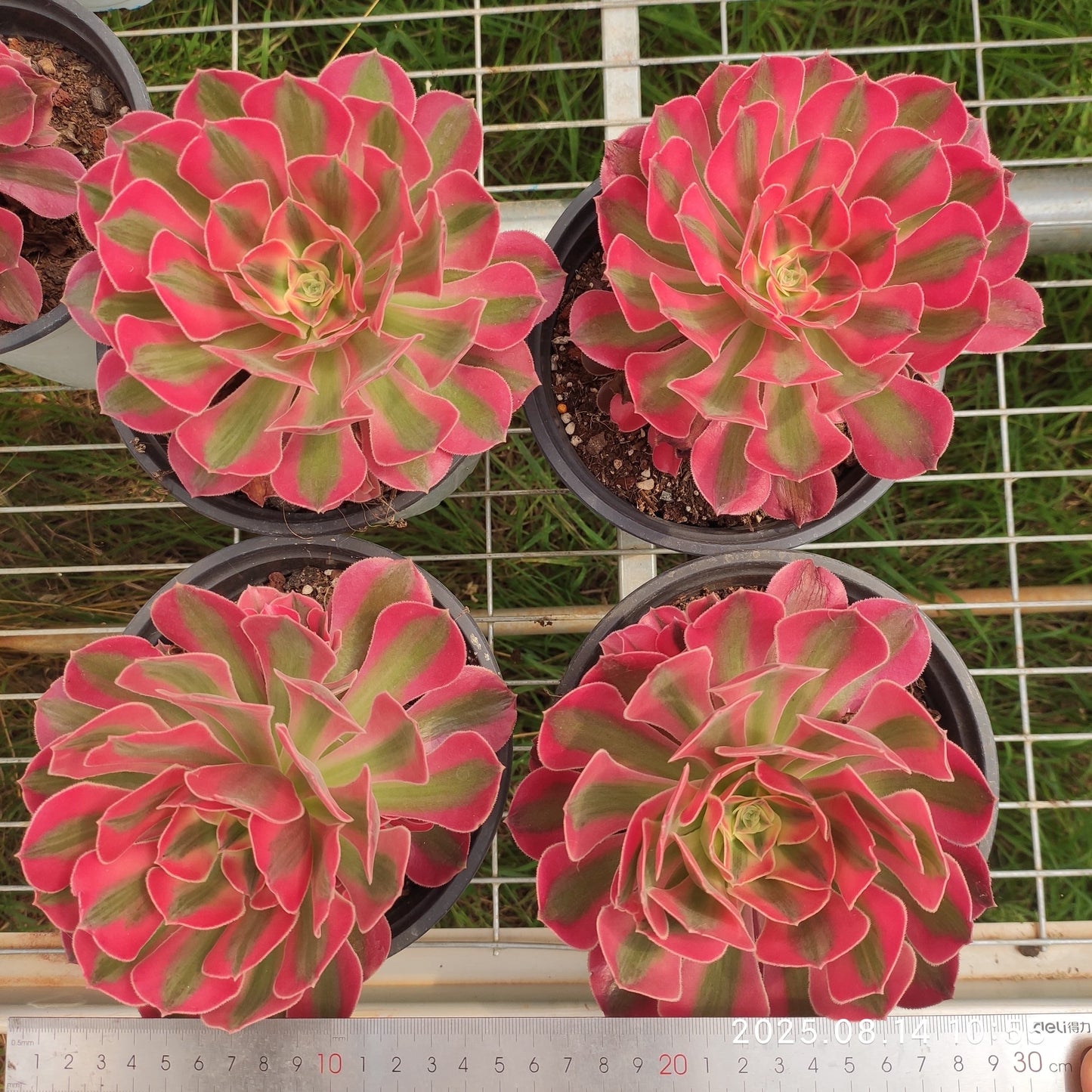 YS269 アエオニウム ウィッチ(17cm pot)