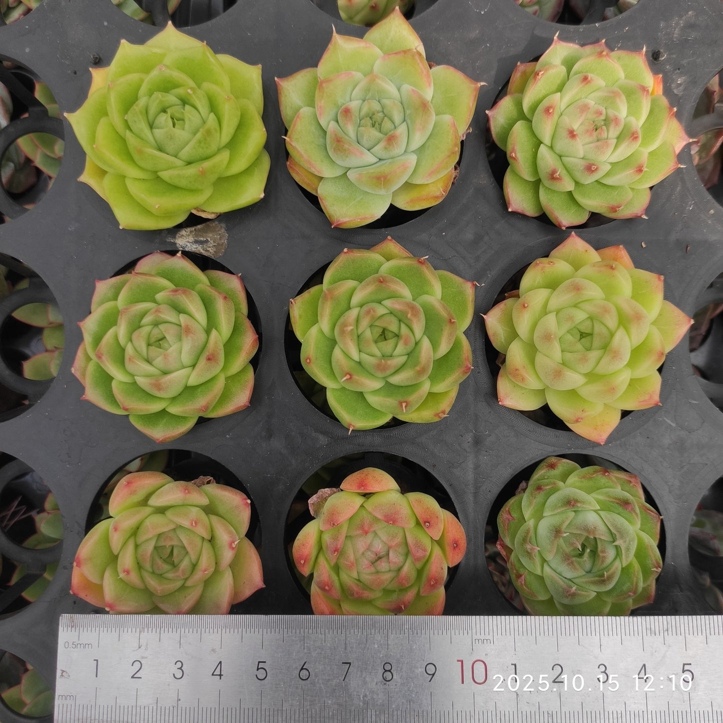 ZZA243 マルガンhyb (5.5cm pot)