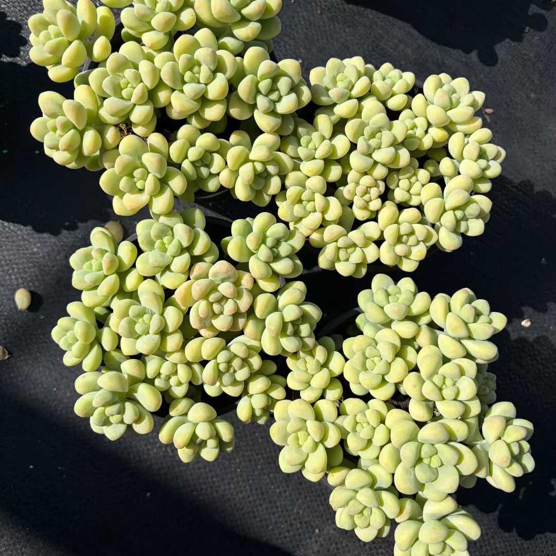 22940 トレリーセー(12cm pot)