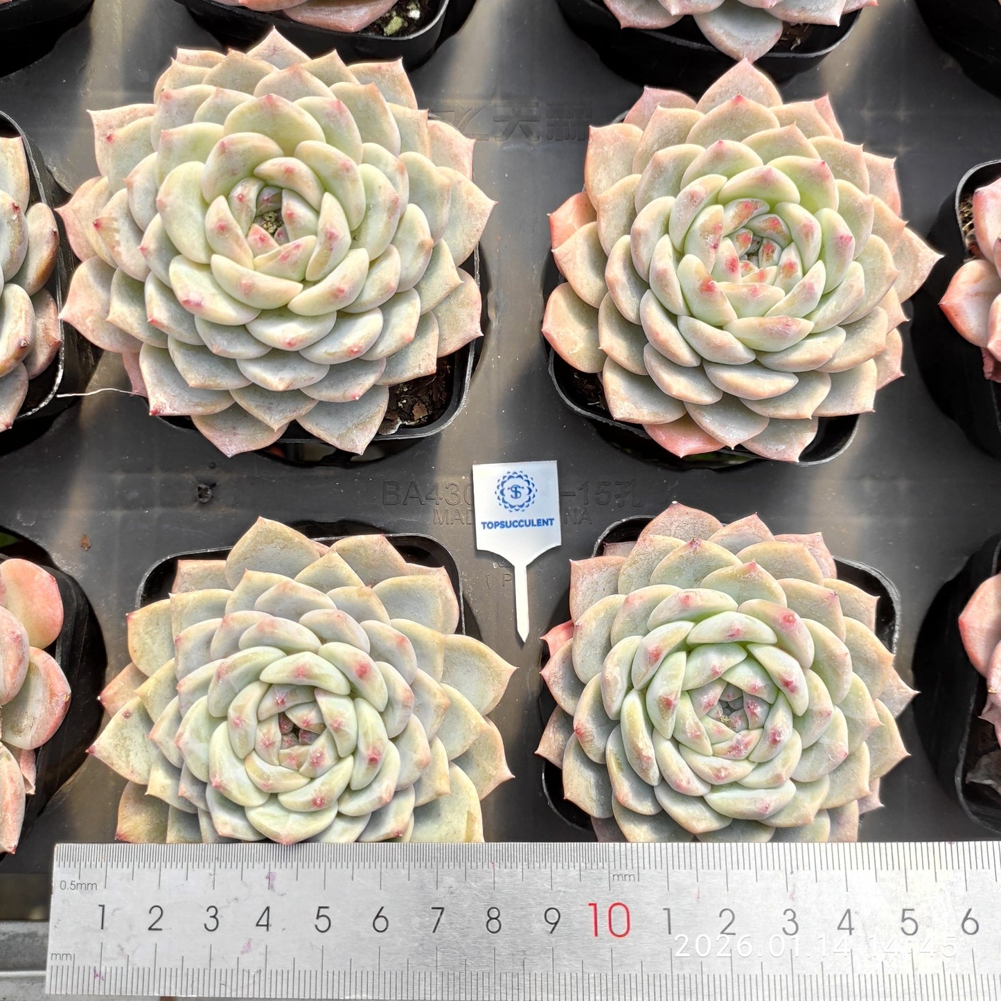 9000 シュガークリスタル