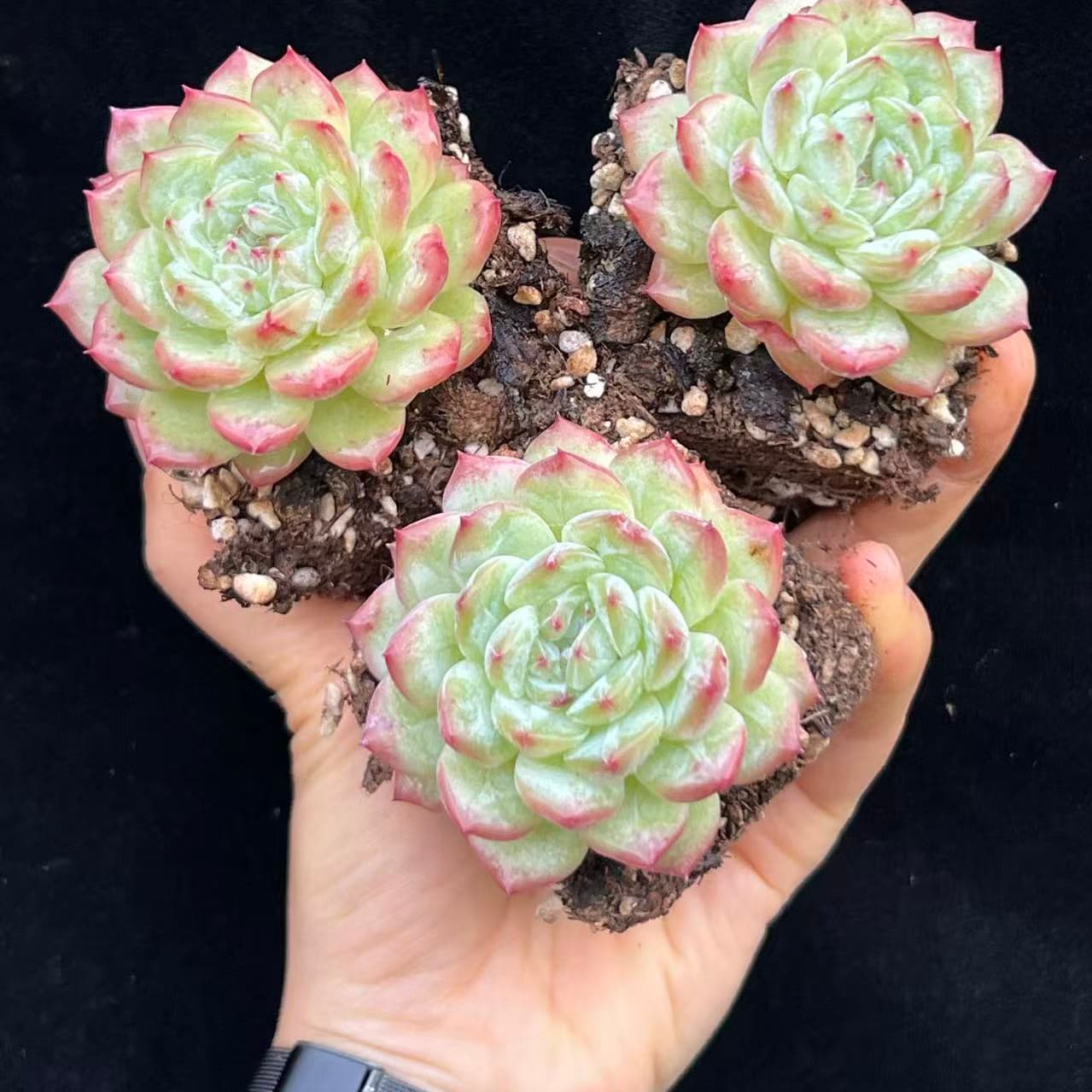 BL2040 コールド スカーレト(7cm pot)