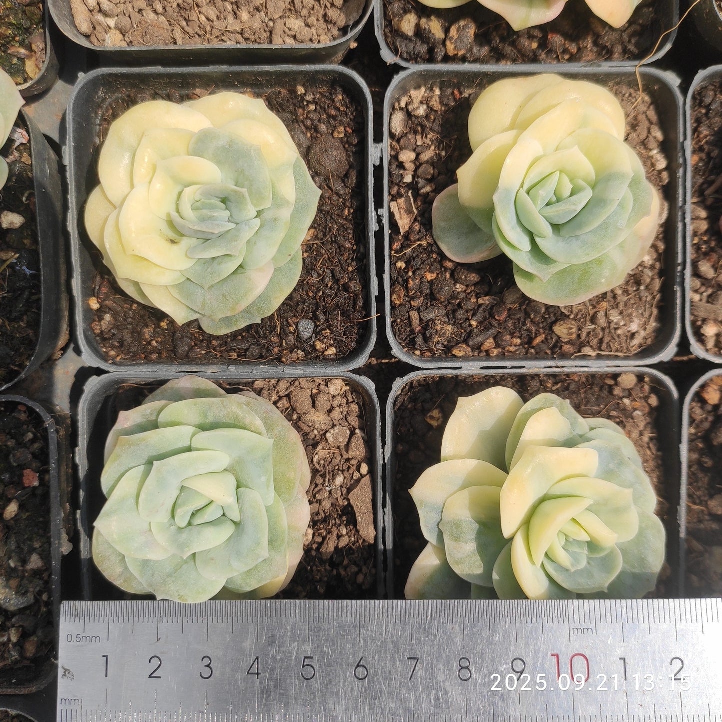 ZX250 ラブリーローズ錦(7cm pot)