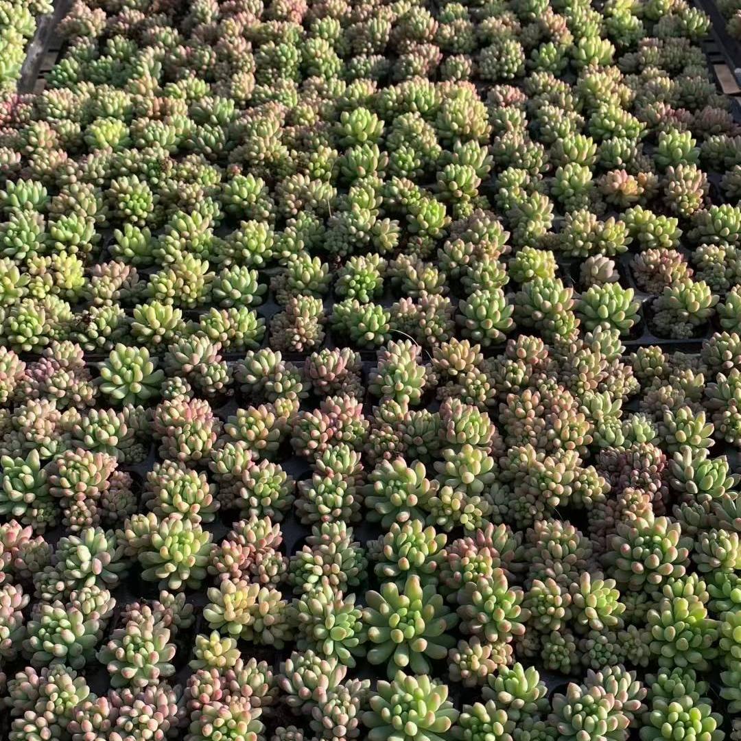 23457 花火(3cm pot)(ポット苗)