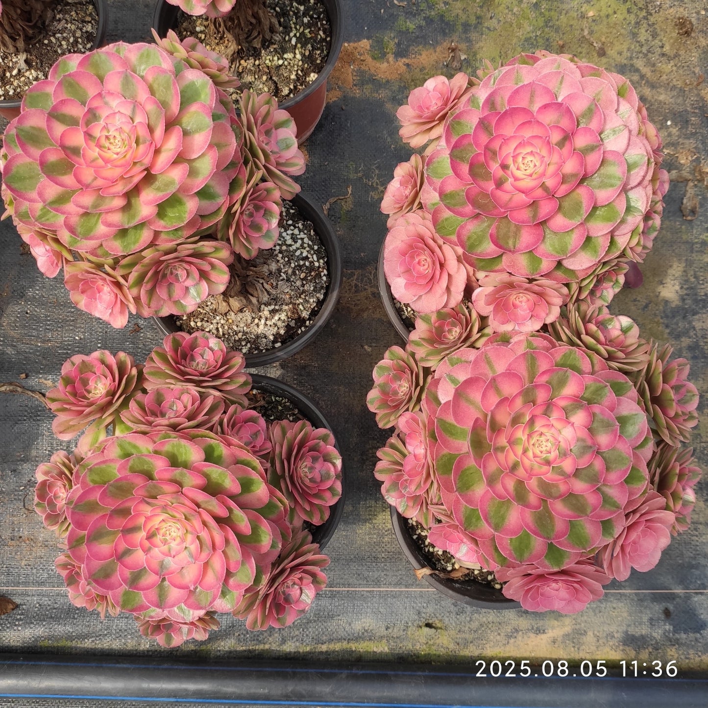 LXX009 アエオニウム ライチー(18cm pot)