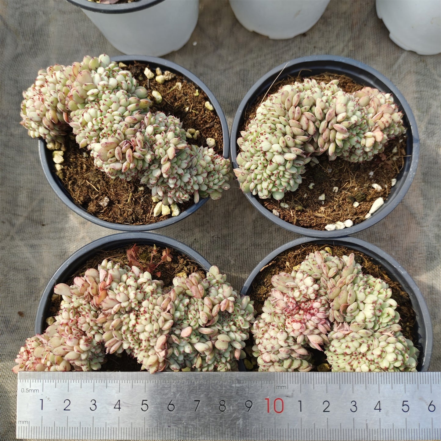 SKL365-POT ホワイトミニマ綴化(9cm pot)