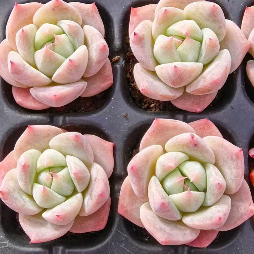 23490 ハカタックー(3cm pot)