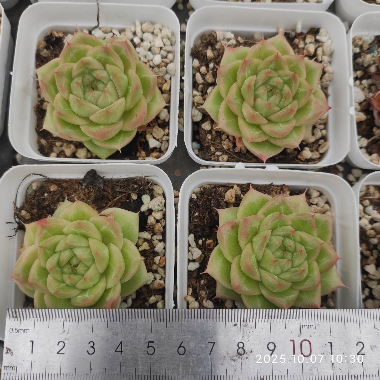 XQ1438 マルギャンHyb(7cm pot)