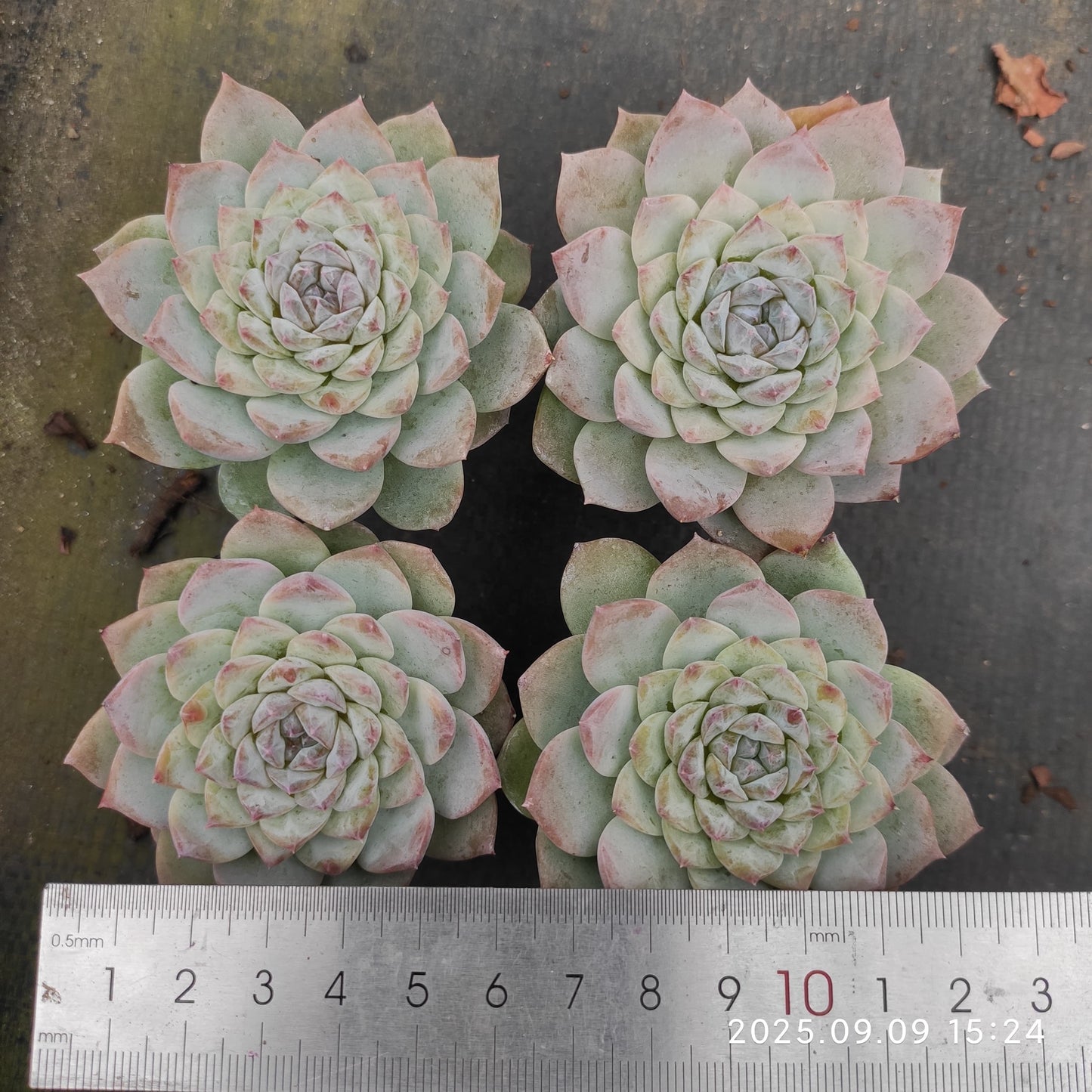 MMT310 アイススピリット(5.5cm pot)