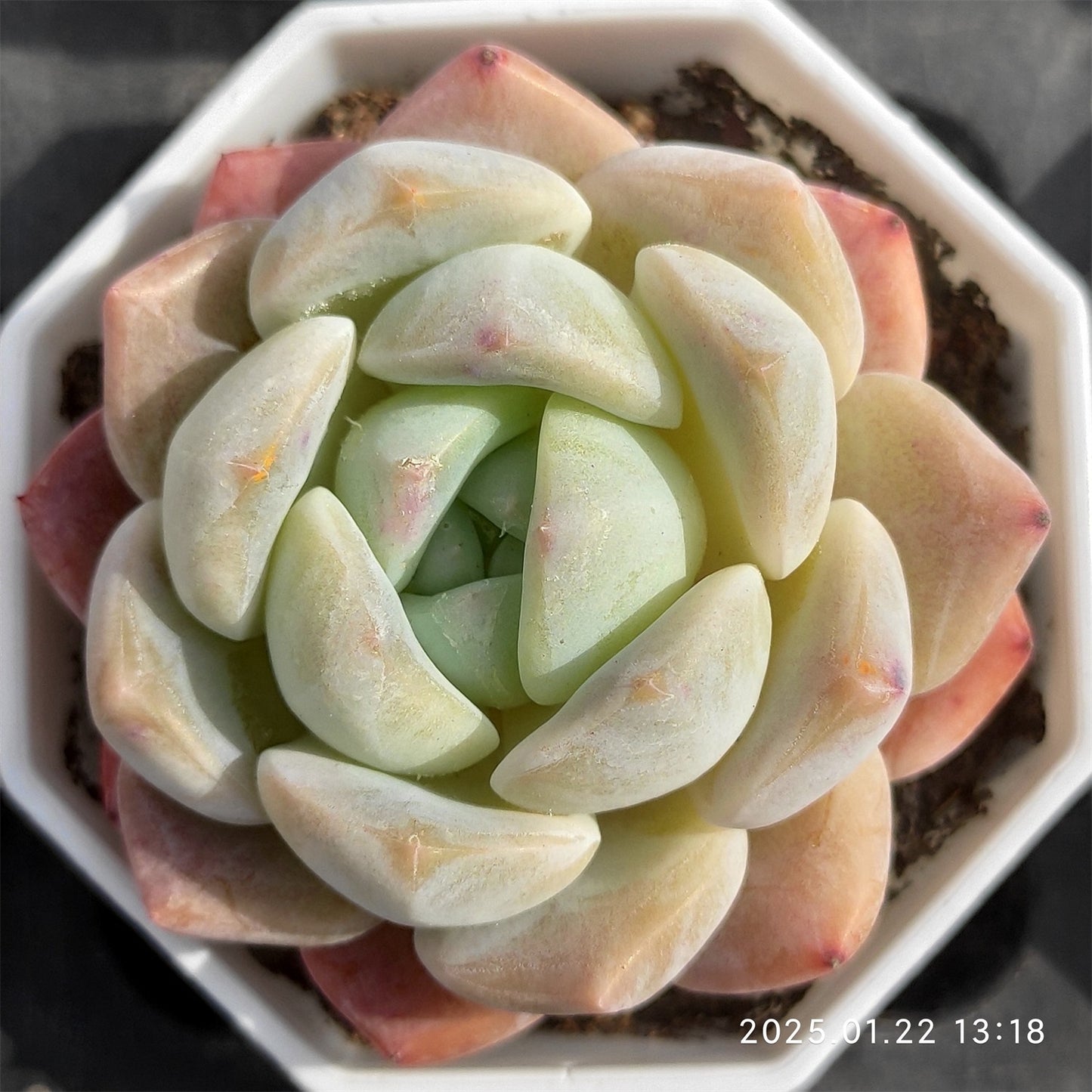 YBB016 クリスタル レイク (7cm pot)
