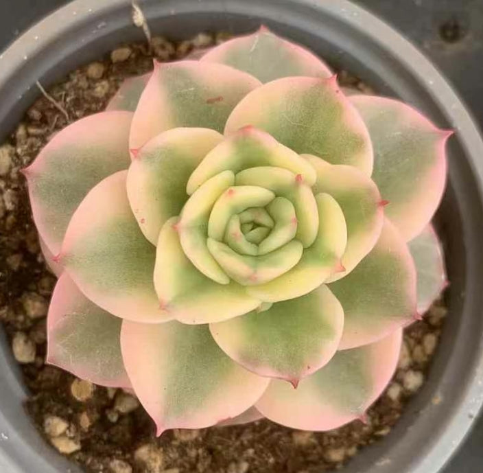 BL1645 ナダー錦 (9cm pot)