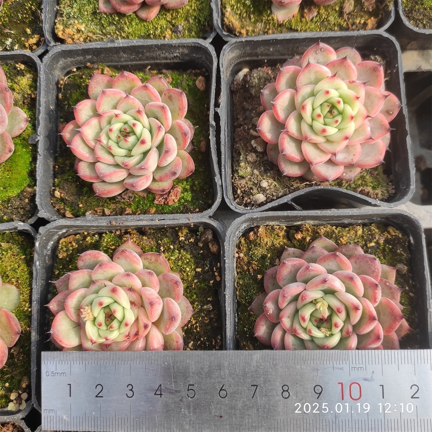 NGN320 スターリー スカイ(7cm pot)