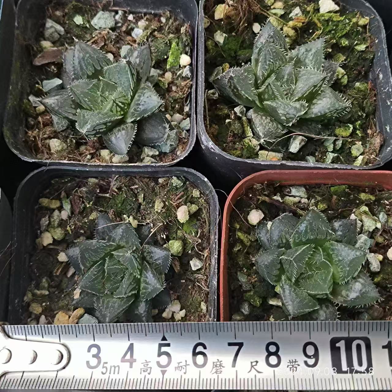 13184 ハオルチア 魔剣 hyb