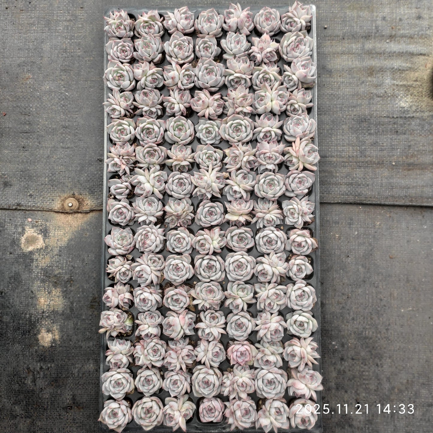 22119 ピキャッチュー(3cm pot)(ポット苗)